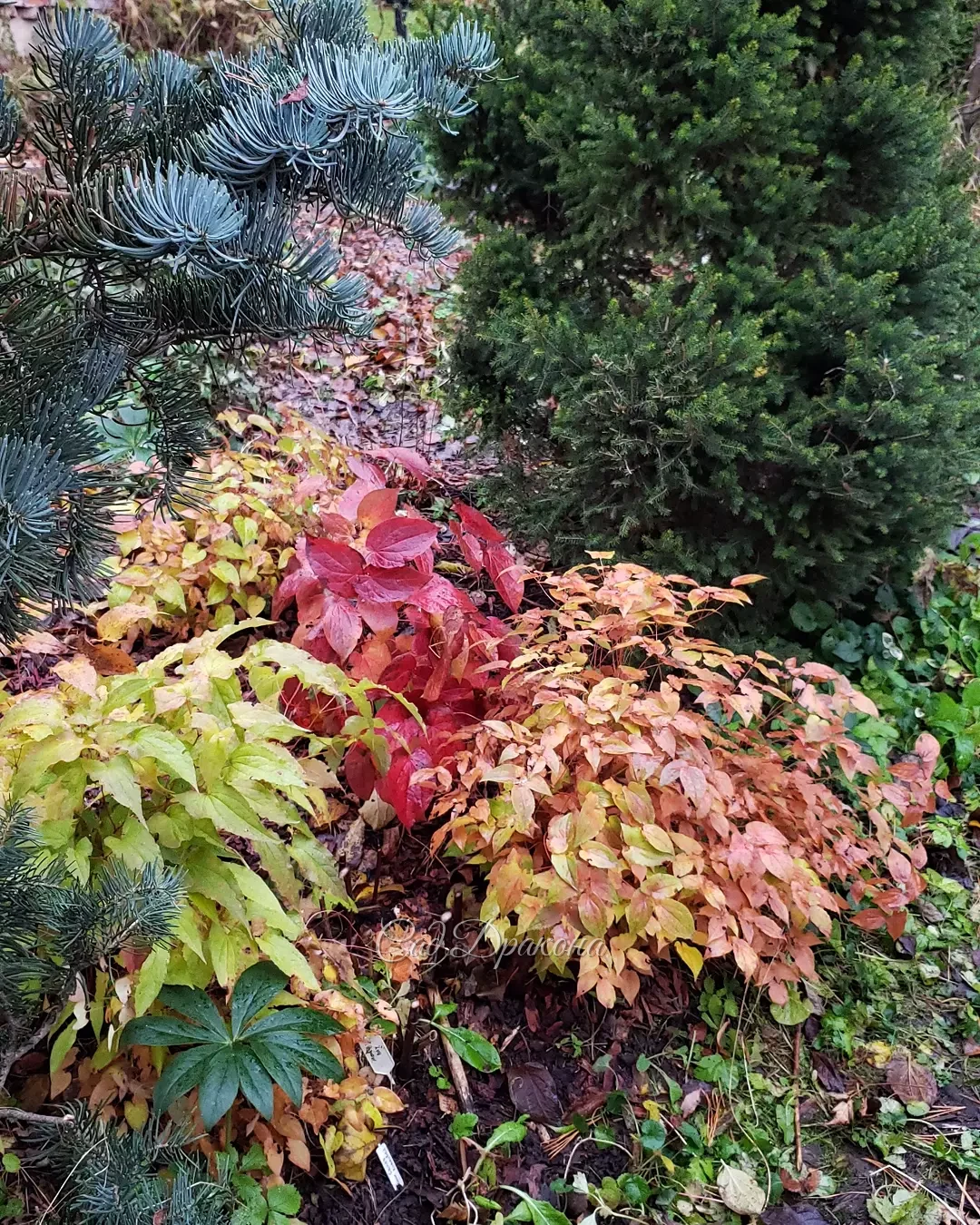 Деревья облетели, но горянки ещё дарят нам тёплые оттенки в саду. 🍁🍂 Аккуратные кустики с изящной листвой хорошо сочетаются даже с небольшими хвойными 🌸🍂🌲