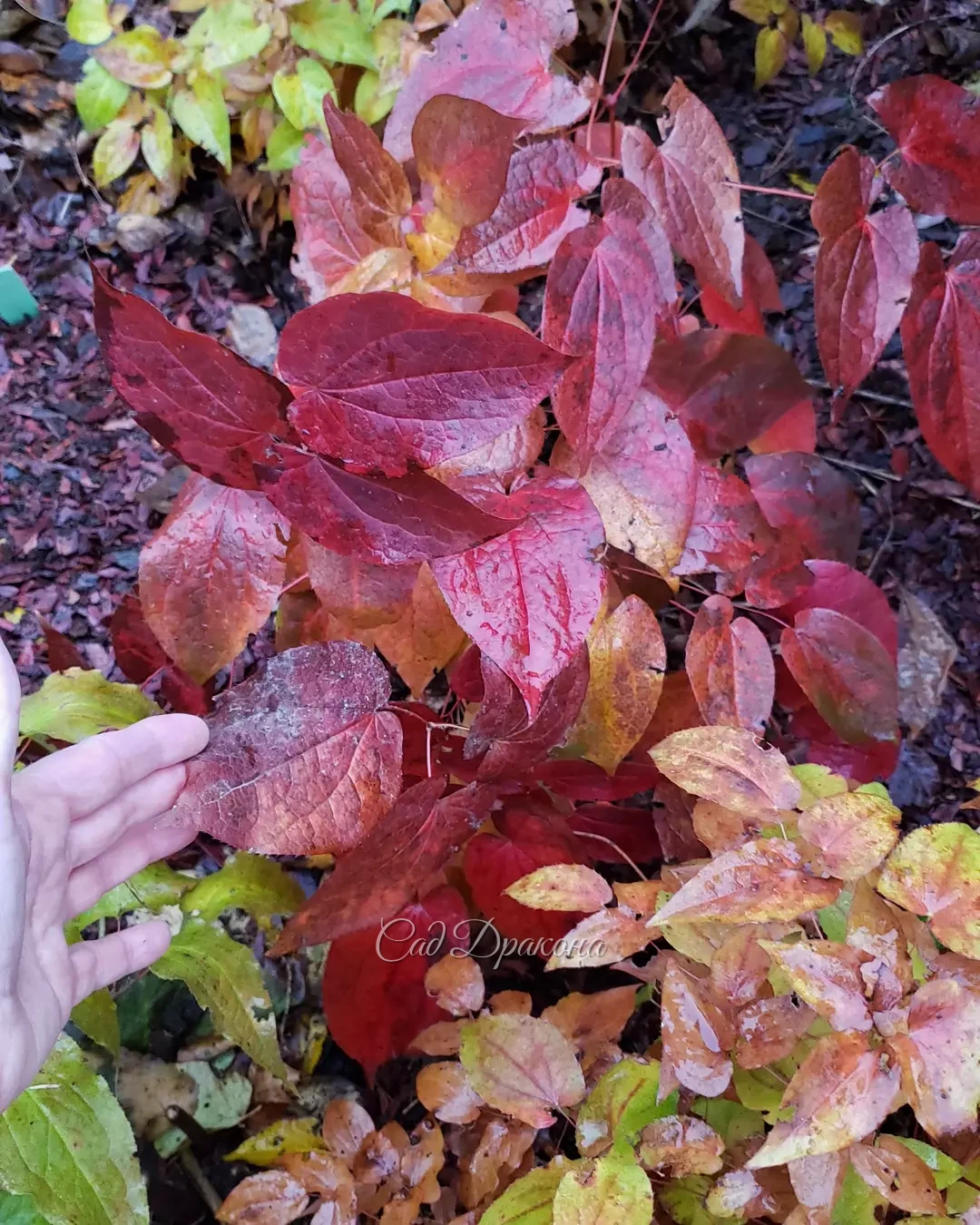 Деревья облетели, но горянки ещё дарят нам тёплые оттенки в саду. 🍁🍂 Аккуратные кустики с изящной листвой хорошо сочетаются даже с небольшими хвойными 🌸🍂🌲
