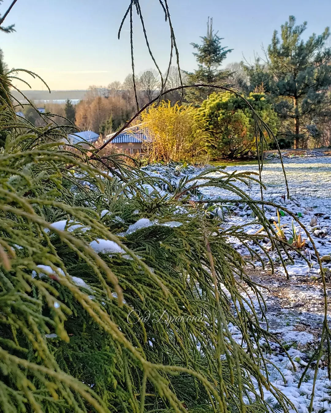 Какой красивый сегодня был день! ☀️💙❄️ И, несмотря на утренние - 5°, цветочки ещё радуют 🥰🌸🌼☘️