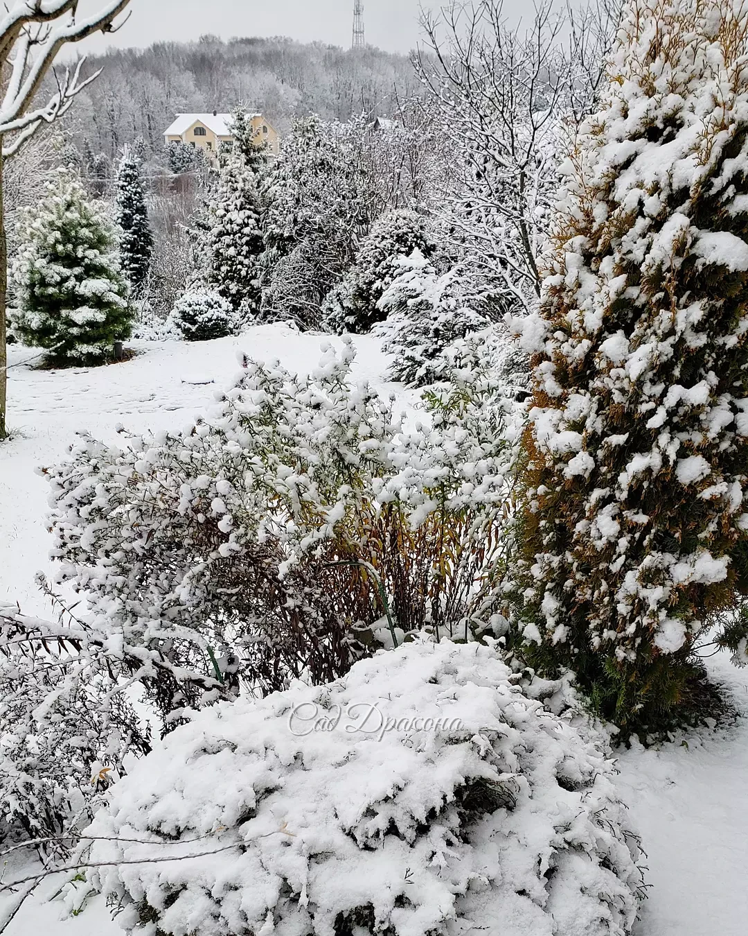 Эта нежная белизна продержалась только до середины дня ❄️🌨️❄️🤗