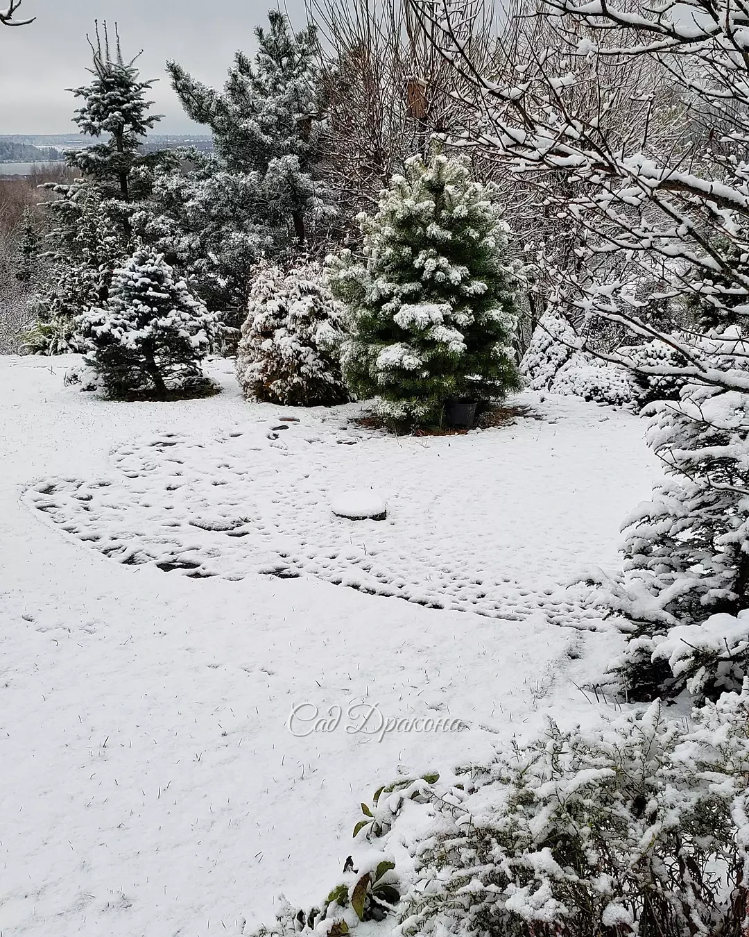 Эта нежная белизна продержалась только до середины дня ❄️🌨️❄️🤗
