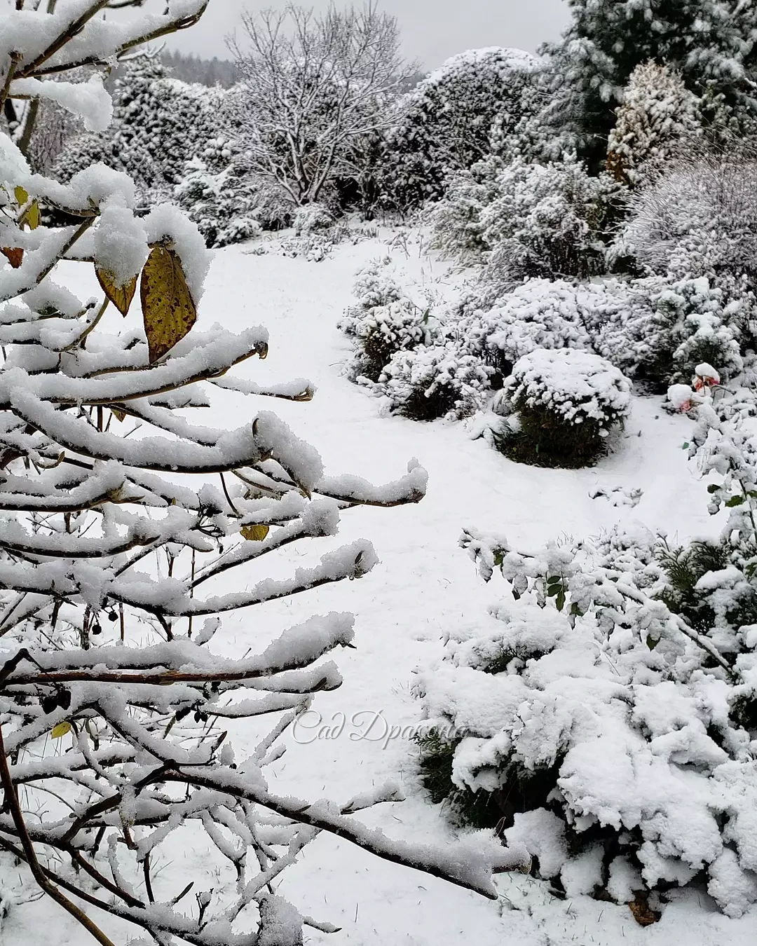 Эта нежная белизна продержалась только до середины дня ❄️🌨️❄️🤗