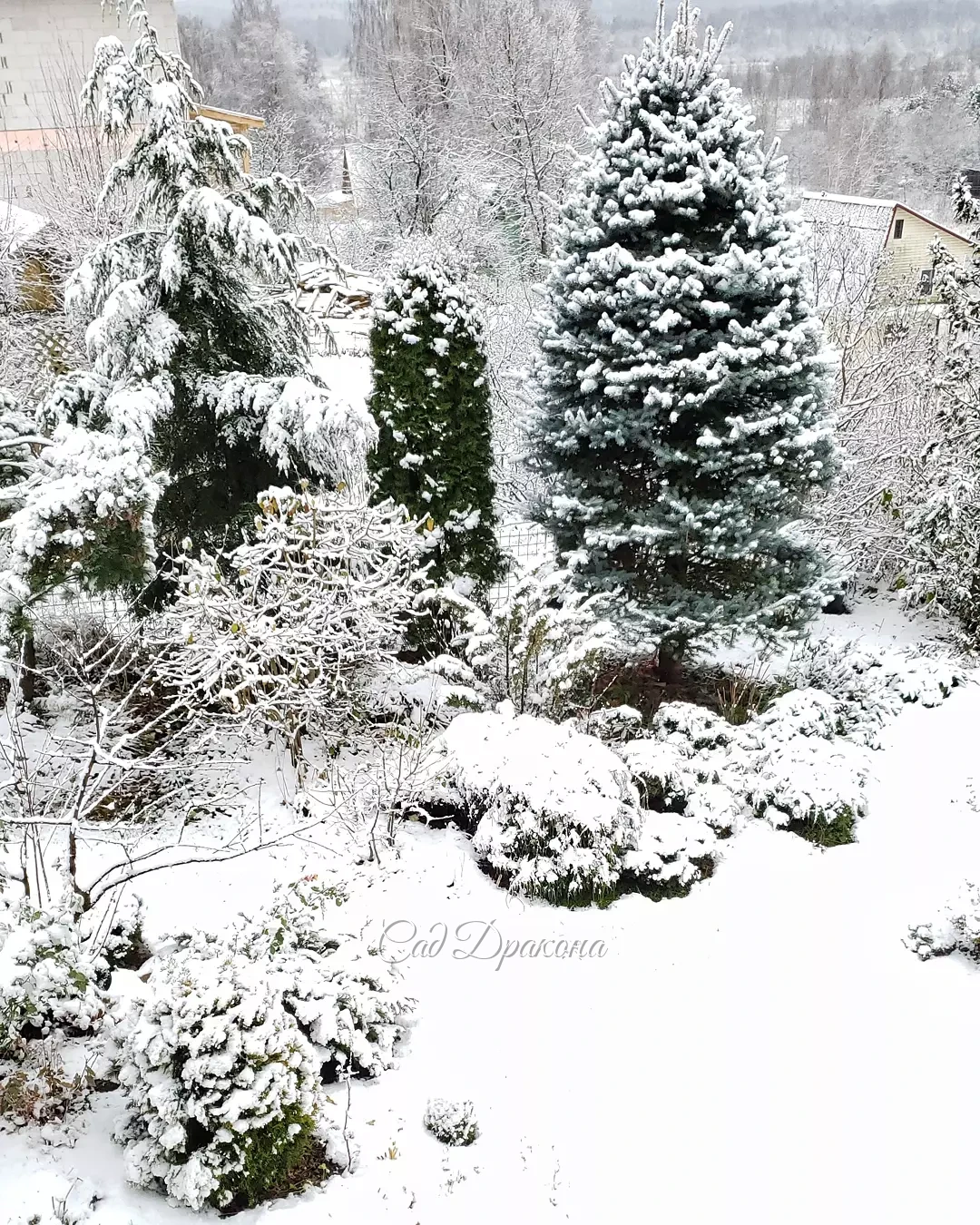 Эта нежная белизна продержалась только до середины дня ❄️🌨️❄️🤗