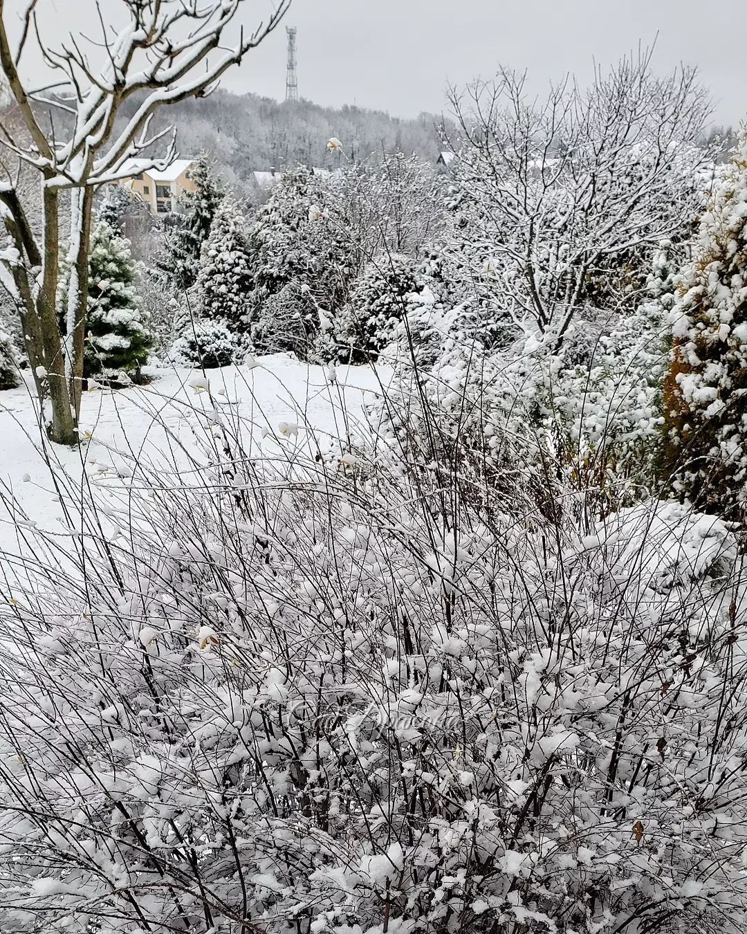 Эта нежная белизна продержалась только до середины дня ❄️🌨️❄️🤗
