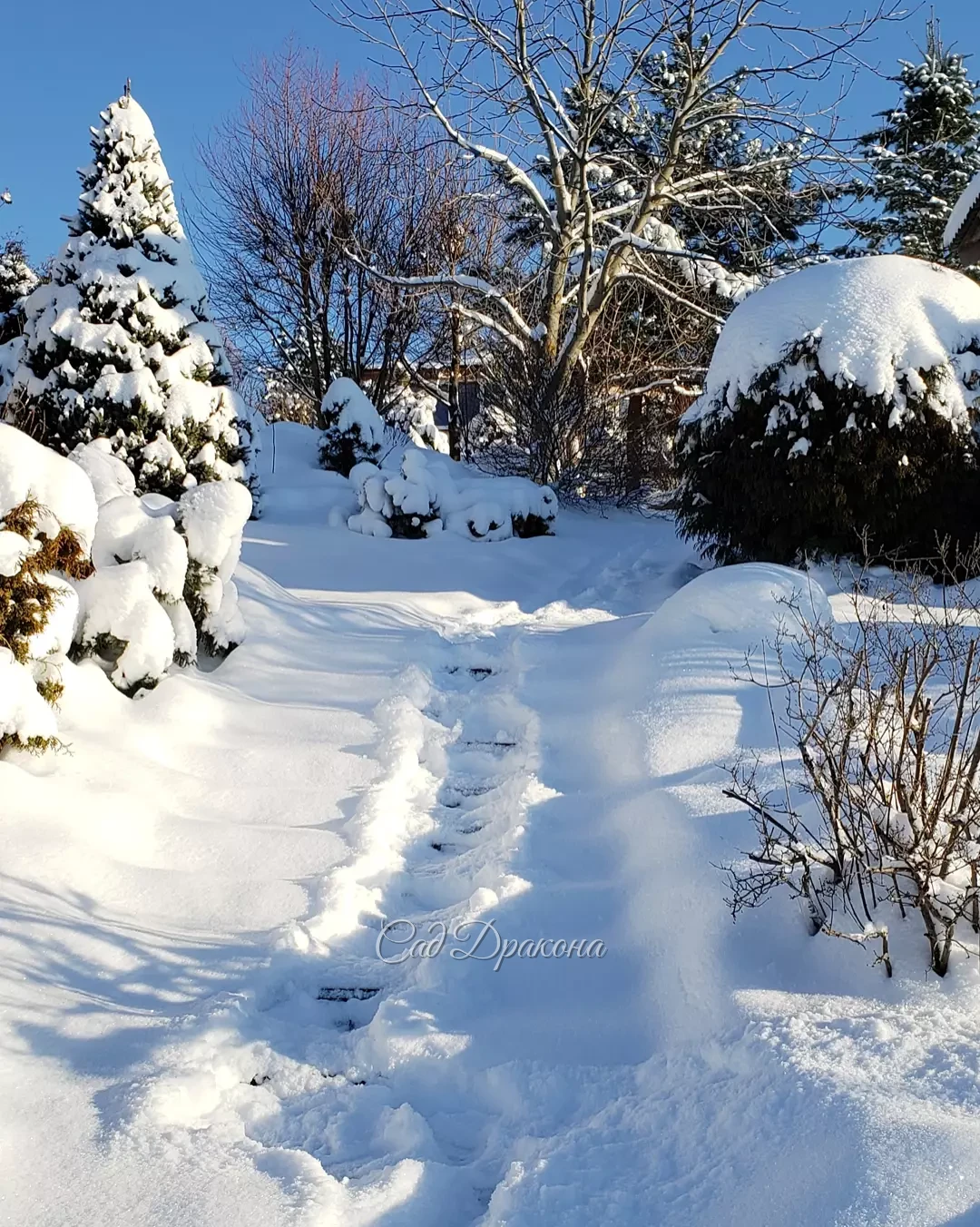 Сегодняшние зимние картинки 💙❄️🌲 Спасибо за солнышко, мы уже соскучились! ☀️⛄😀