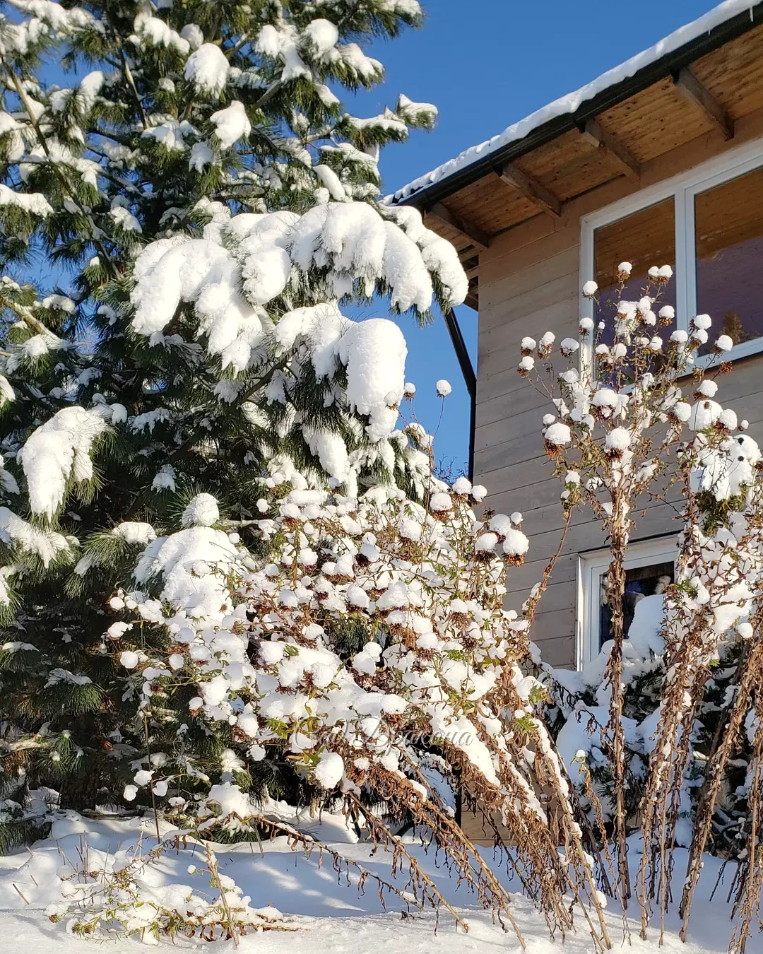 Сегодняшние зимние картинки 💙❄️🌲 Спасибо за солнышко, мы уже соскучились! ☀️⛄😀