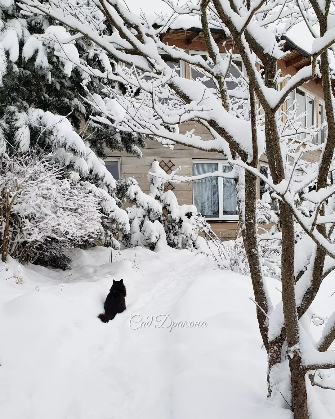 На память о белоснежных днях ❄️🏠❄️🌲❄️🐈 Сейчас теплеет, начинает потихоньку таять... 💧
