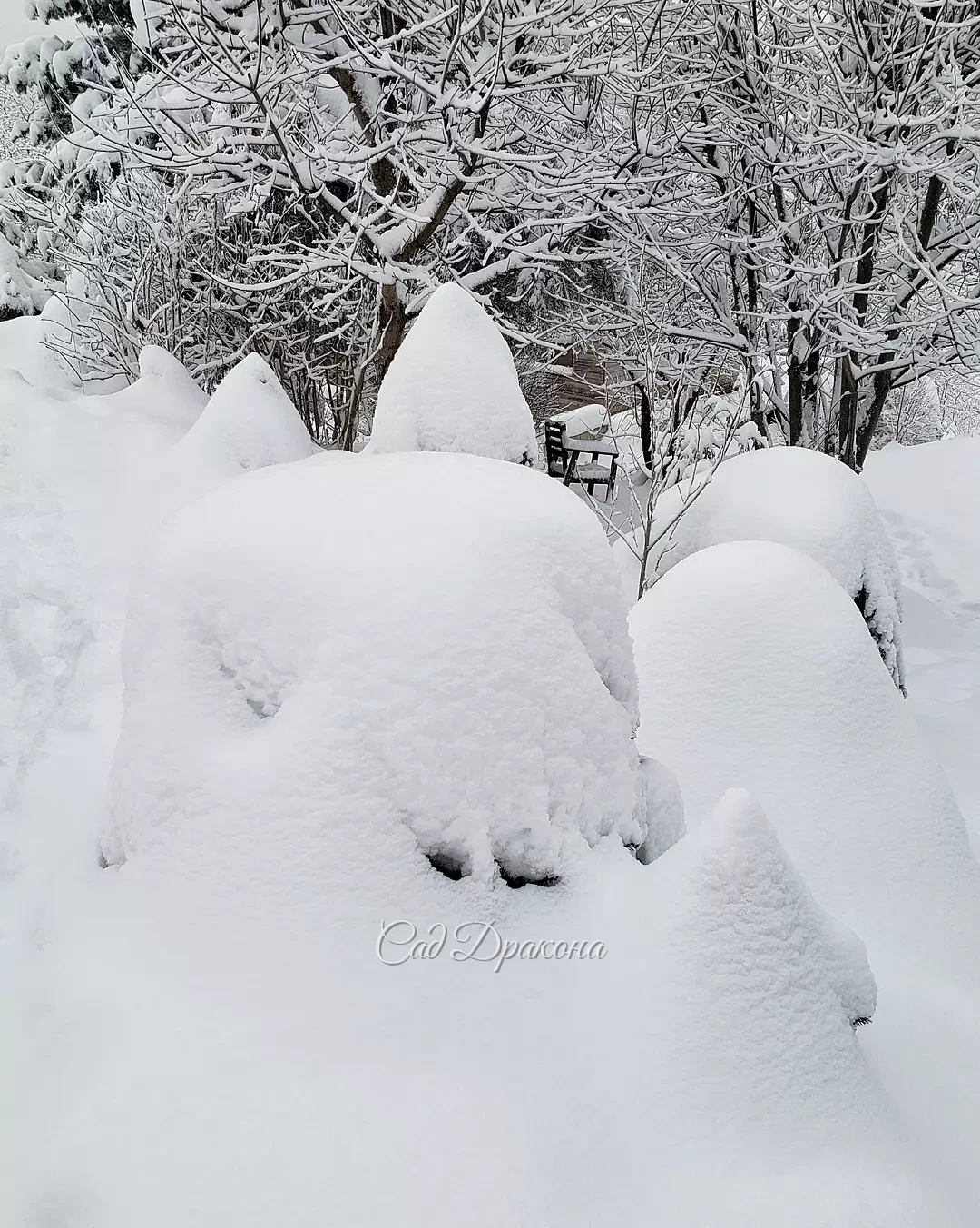 На память о белоснежных днях ❄️🏠❄️🌲❄️🐈 Сейчас теплеет, начинает потихоньку таять... 💧