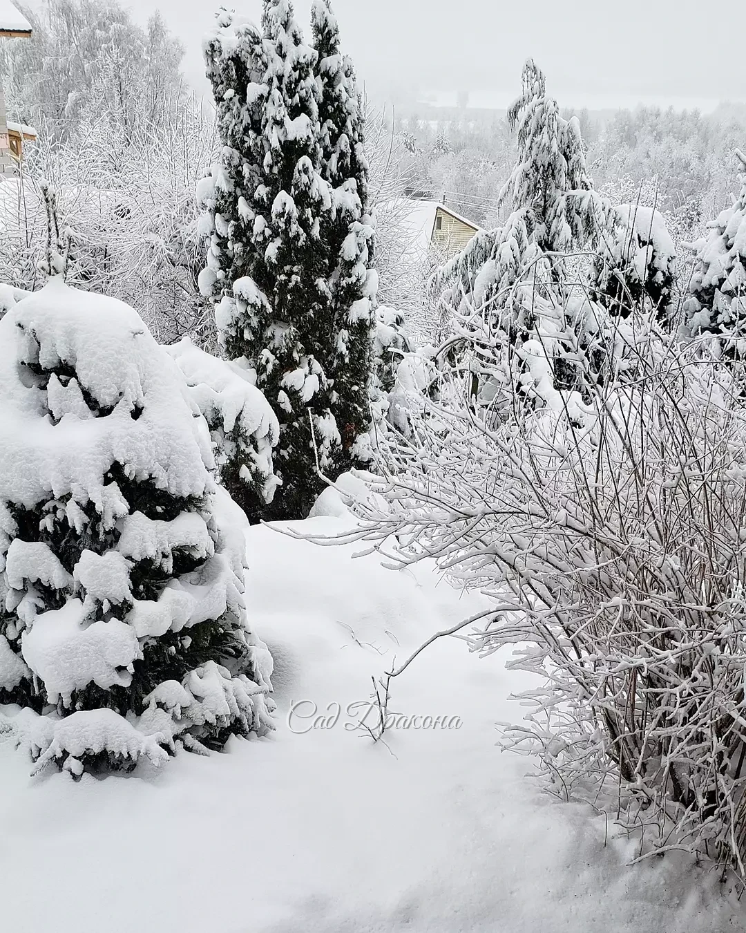 На память о белоснежных днях ❄️🏠❄️🌲❄️🐈 Сейчас теплеет, начинает потихоньку таять... 💧
