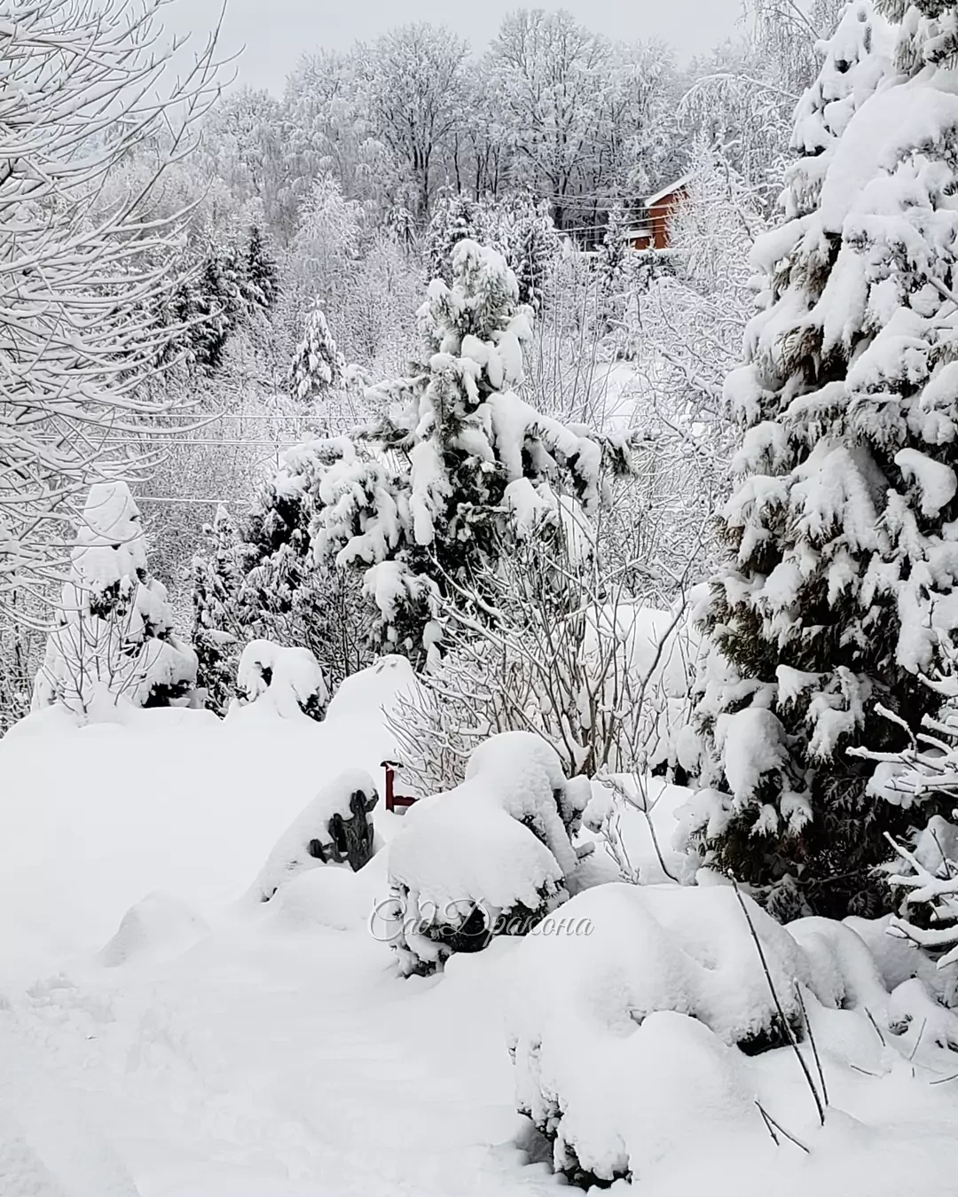 На память о белоснежных днях ❄️🏠❄️🌲❄️🐈 Сейчас теплеет, начинает потихоньку таять... 💧