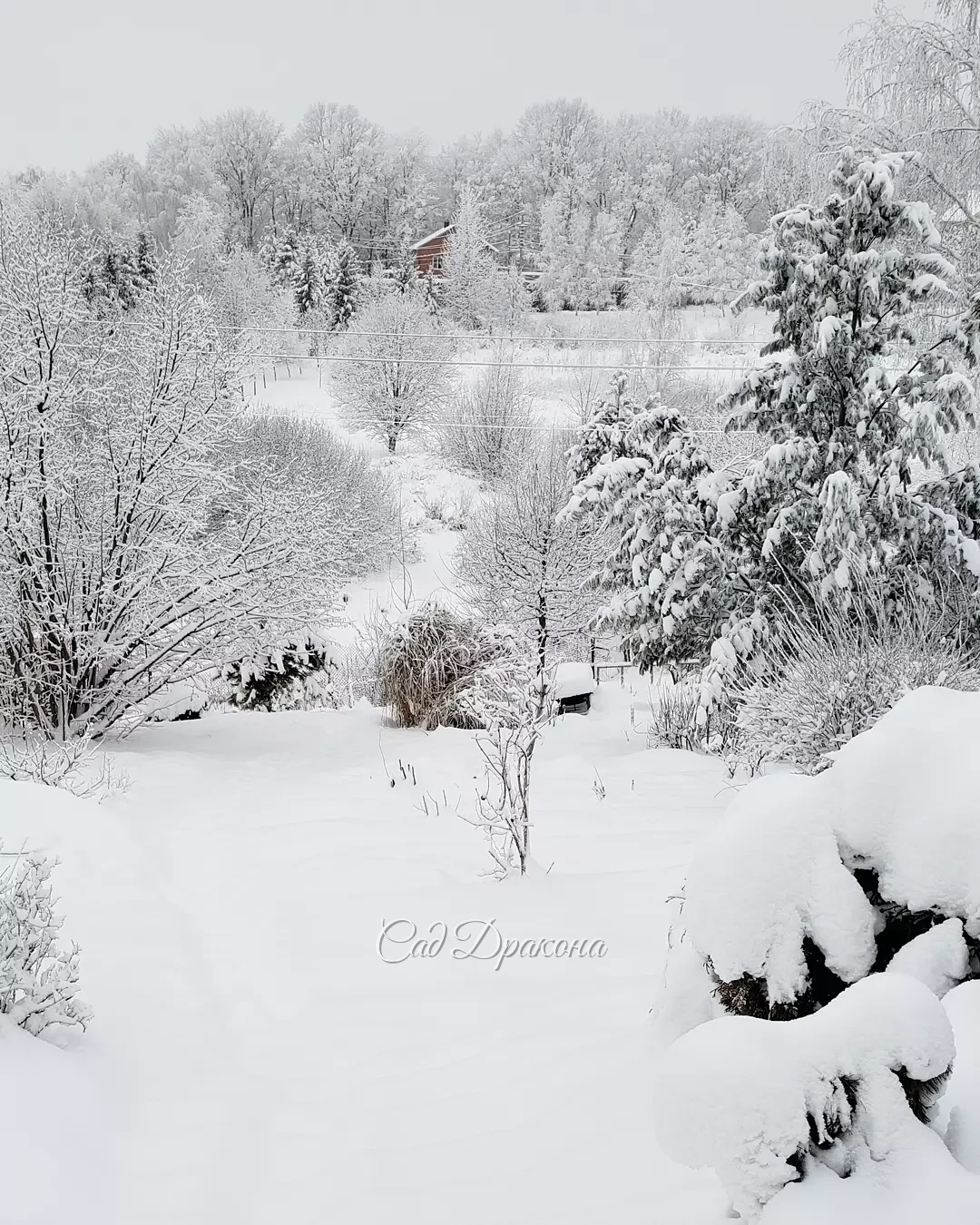 На память о белоснежных днях ❄️🏠❄️🌲❄️🐈 Сейчас теплеет, начинает потихоньку таять... 💧