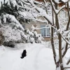 На память о белоснежных днях ❄️🏠❄️🌲❄️🐈 Сейчас теплеет, начинает потихоньку таять... 💧
