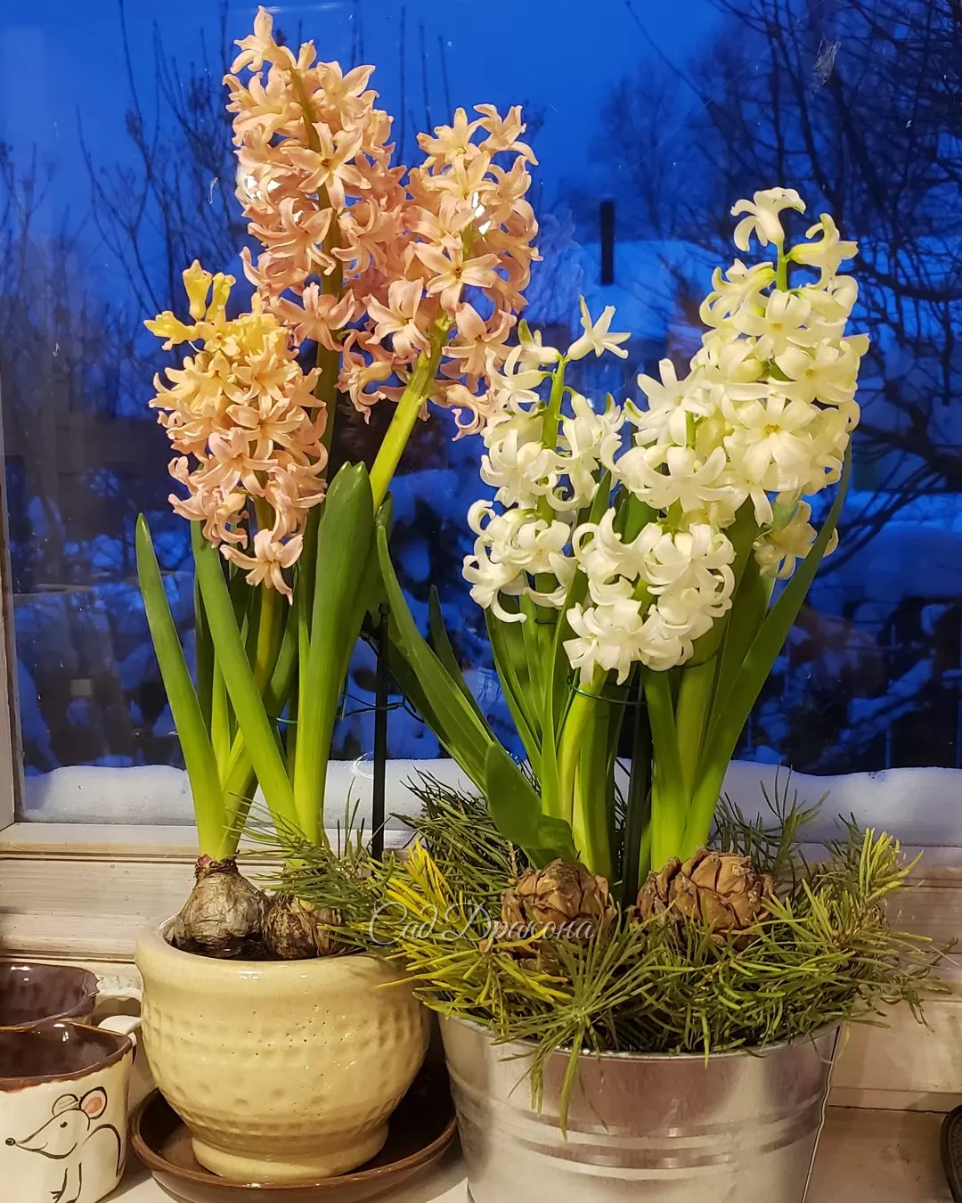 С наступающим Рождеством, дорогие друзья! 🌠 Радости, света, добра и счастья! 🌟🌟🌟