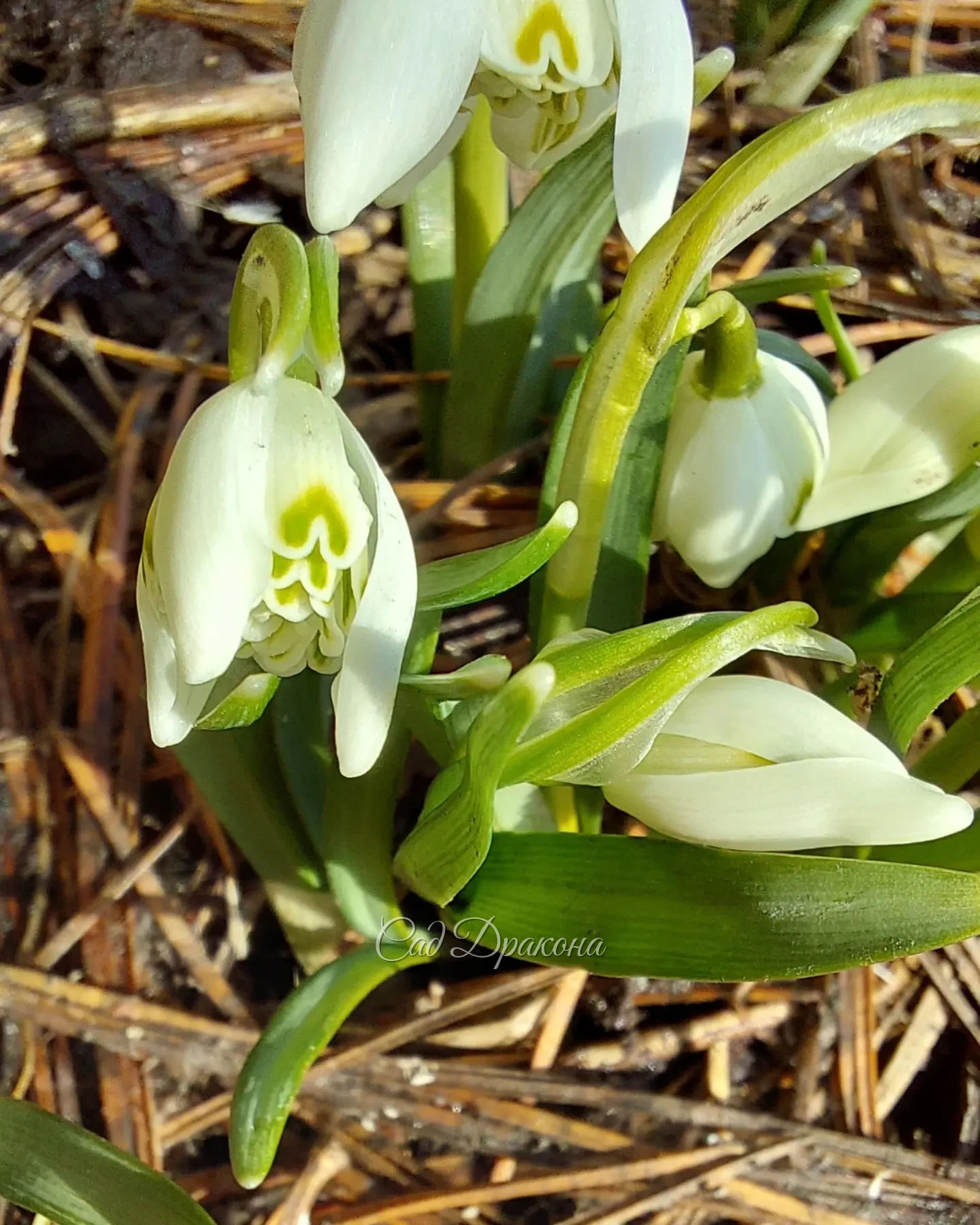 Тёплынь! +9°C Всё растёт на глазах 🌱