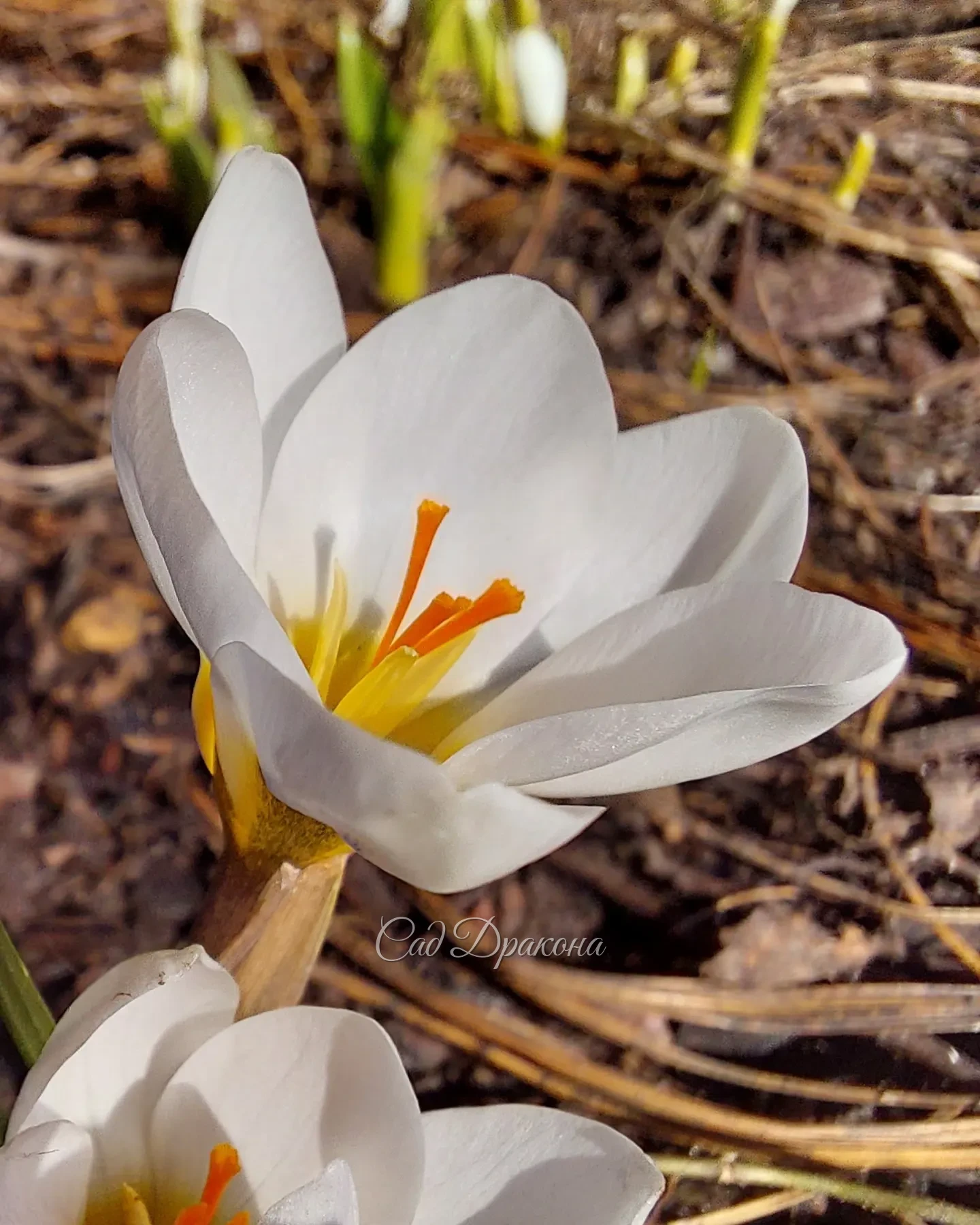 Тёплынь! +9°C Всё растёт на глазах 🌱