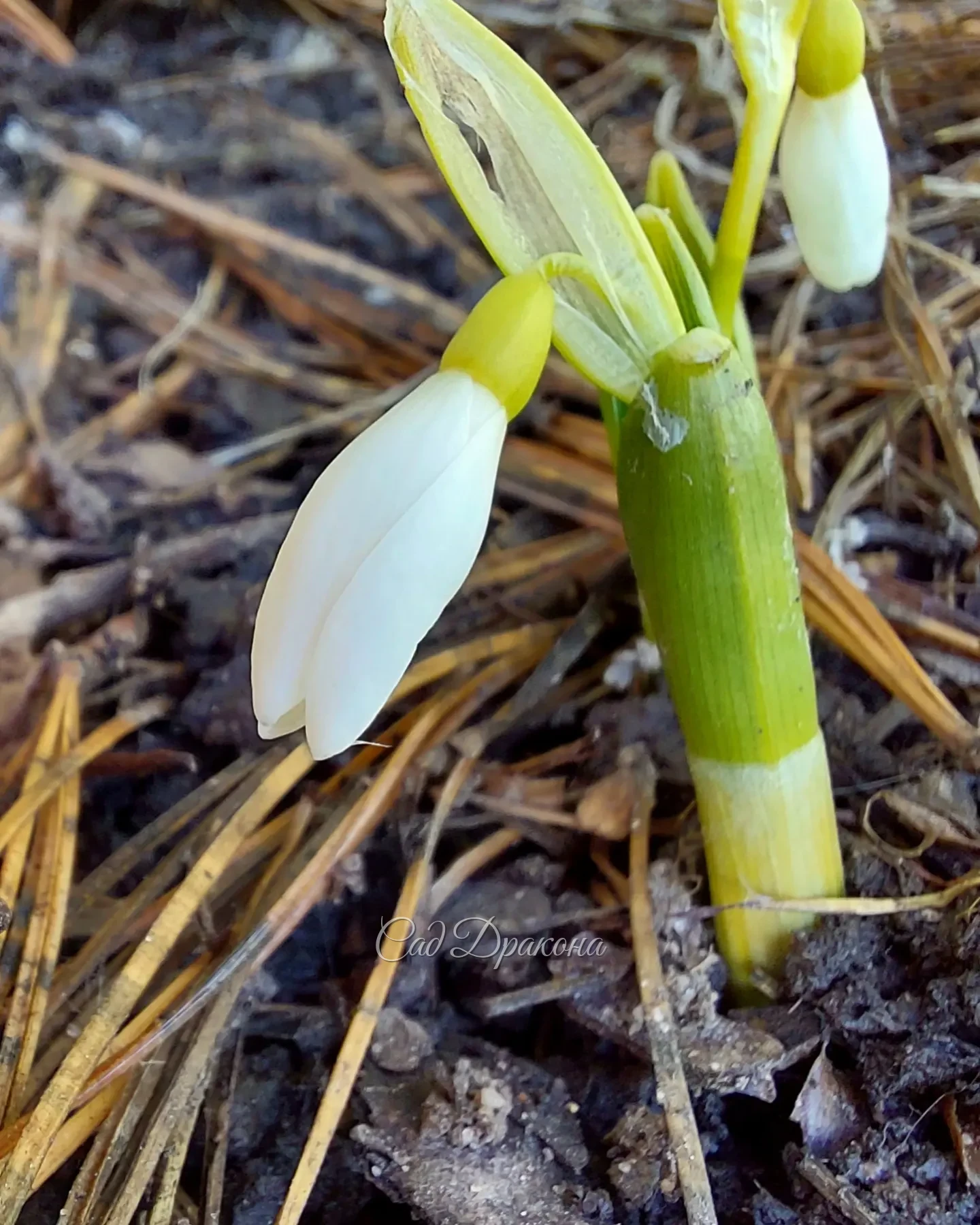 Тёплынь! +9°C Всё растёт на глазах 🌱