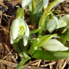 Тёплынь! +9°C Всё растёт на глазах 🌱