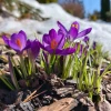 Сегодня в саду добавилось красок - зацвёл крокус Томазини 💜