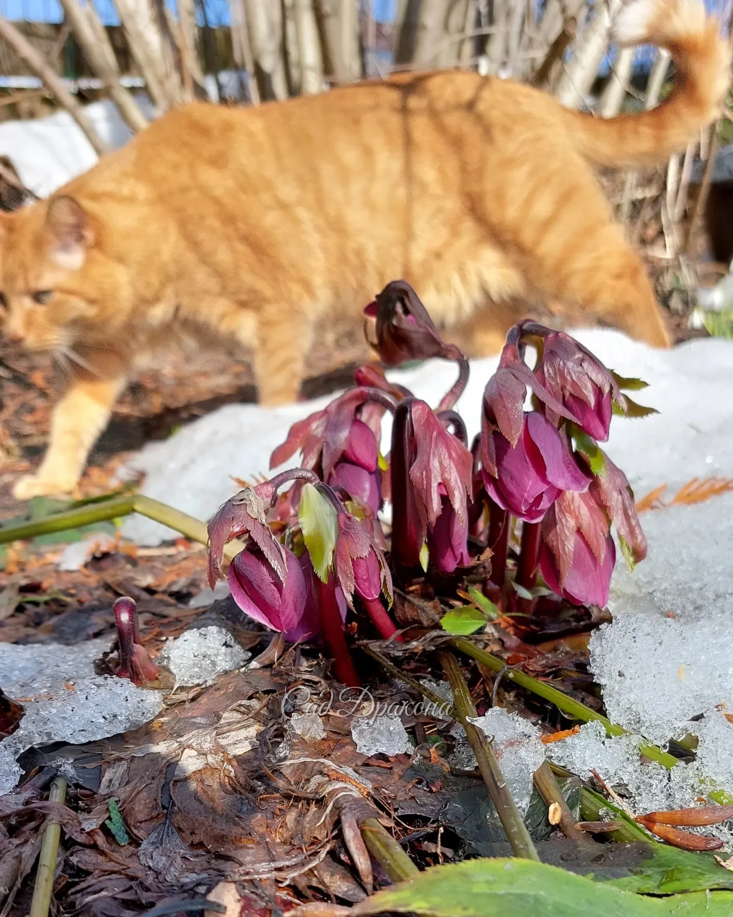 Сегодня Персик и морозник абхазский 🌺😺