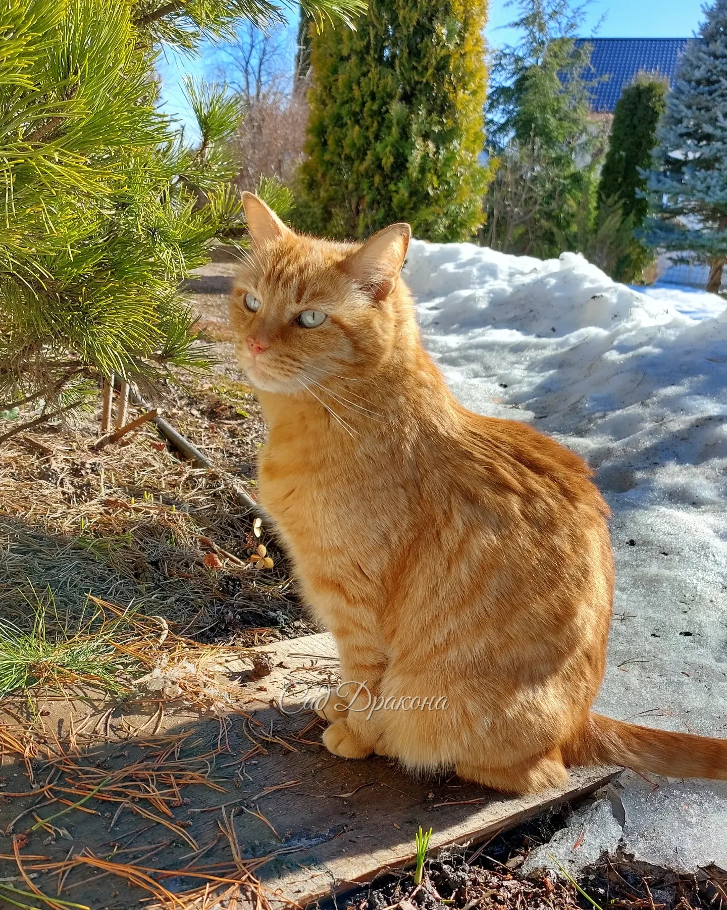 Сегодня Персик и морозник абхазский 🌺😺