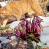 Сегодня Персик и морозник абхазский 🌺😺