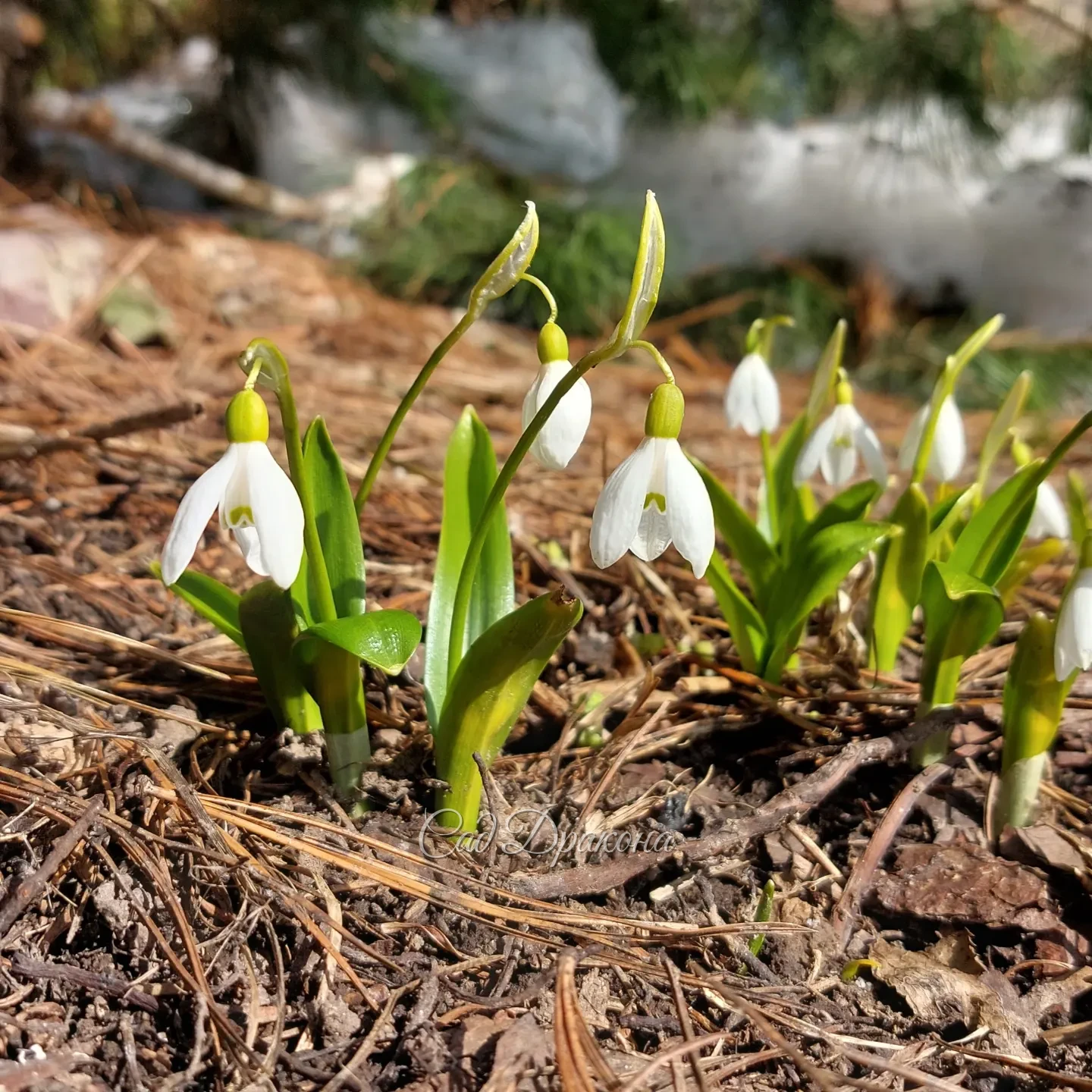 Портреты подснежников 🌱 Подснежник Воронова - эндемик Кавказа, растёт в лесах вдоль побережья Чёрного моря. 🌱 Его легко отличить по блестящим ярко-зелёным довольно широким листьям 🌱🌱🌱