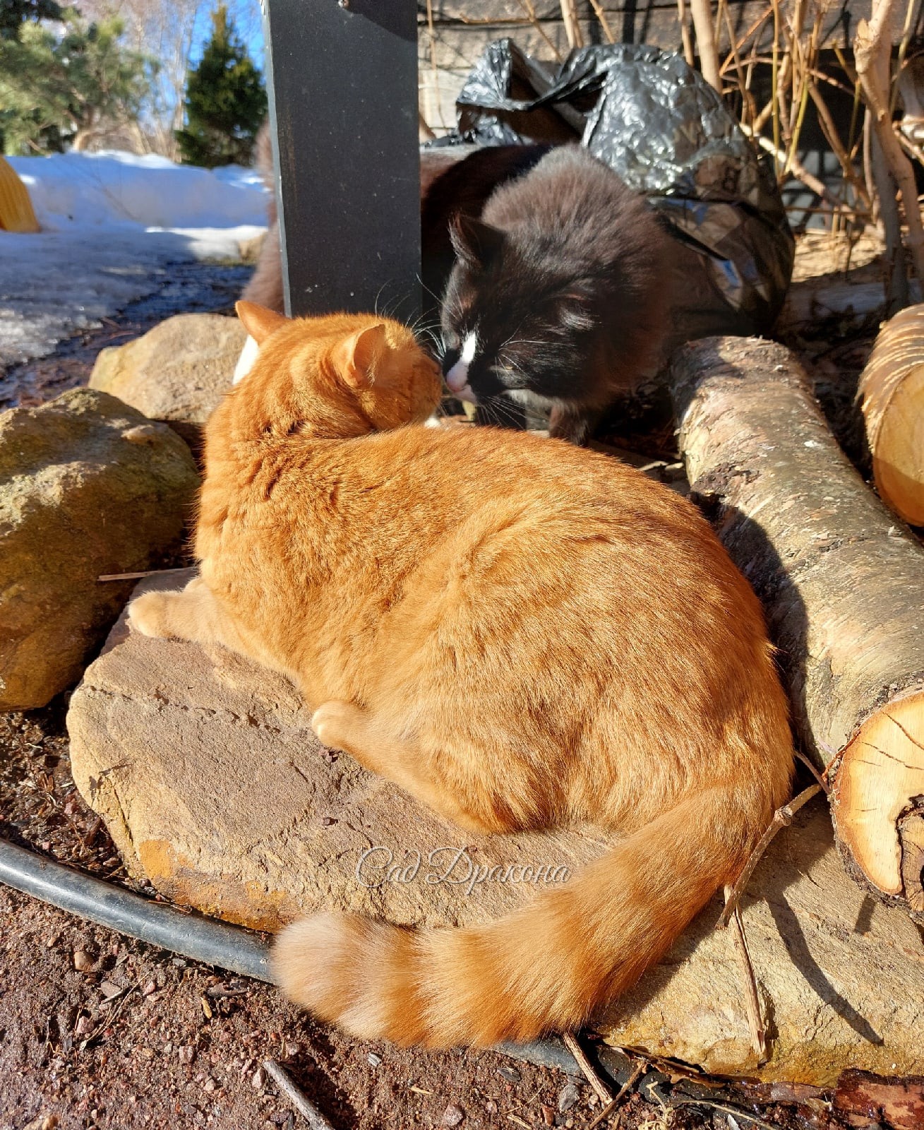 - Чем пахнешь, друг? 😻
