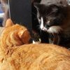 - Чем пахнешь, друг? 😻
