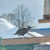 Вчера прилетели скворцы.