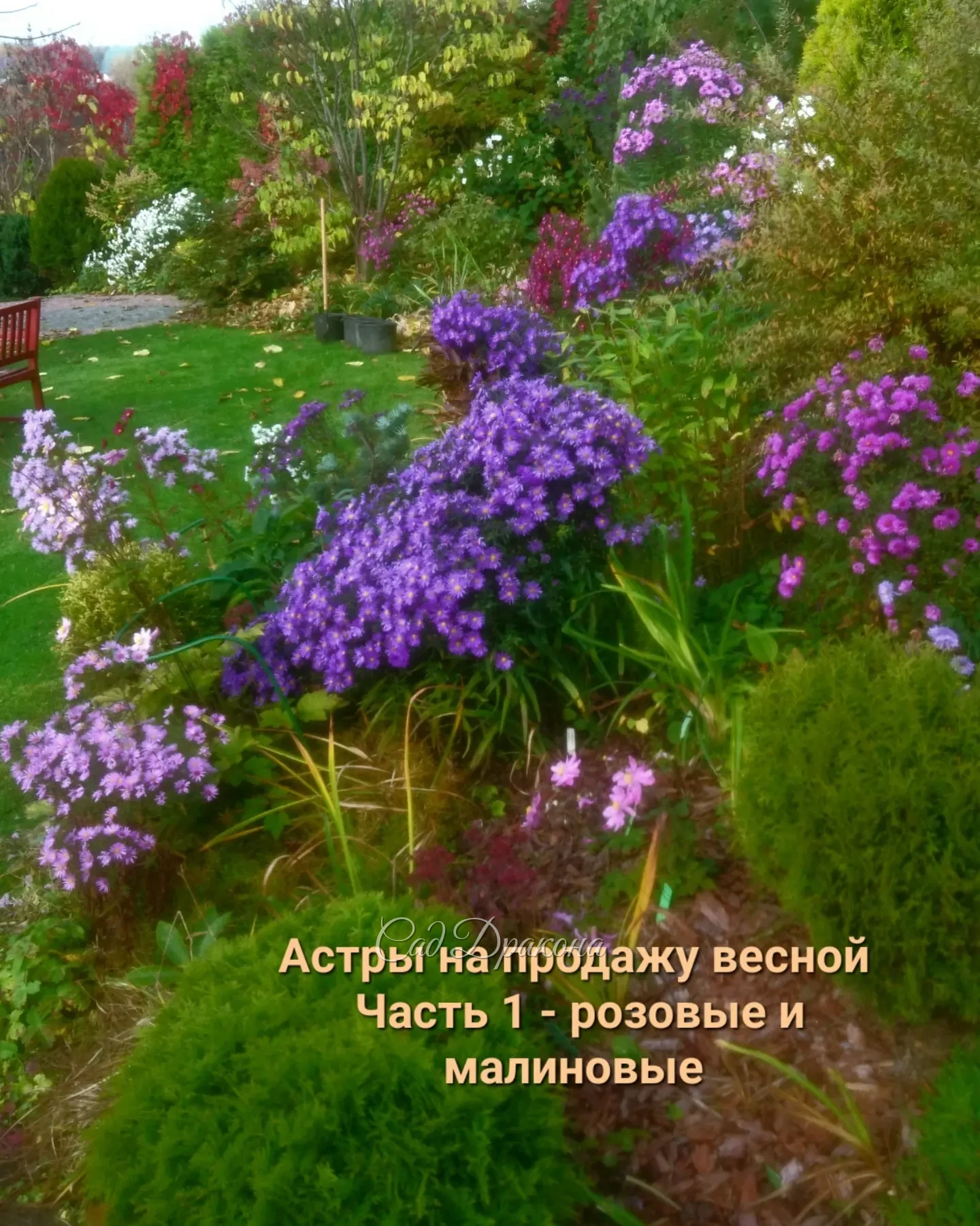 Будем делить, как сойдёт снег - конец апреля-начало мая. 🌸🌺 Кому нужна осенью красота - заказывайте в Директ.