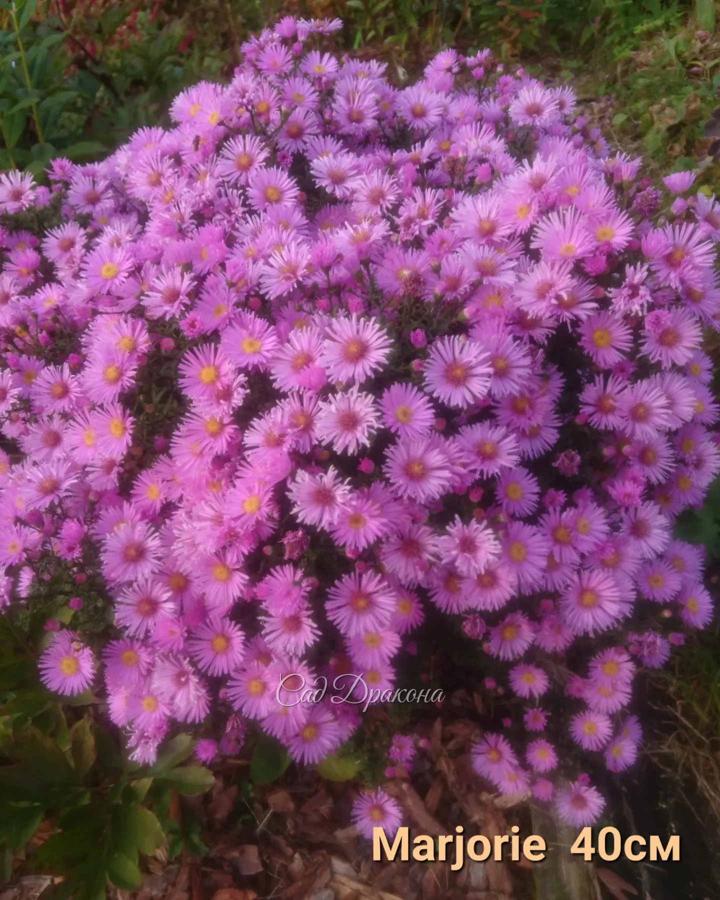 Будем делить, как сойдёт снег - конец апреля-начало мая. 🌸🌺 Кому нужна осенью красота - заказывайте в Директ.