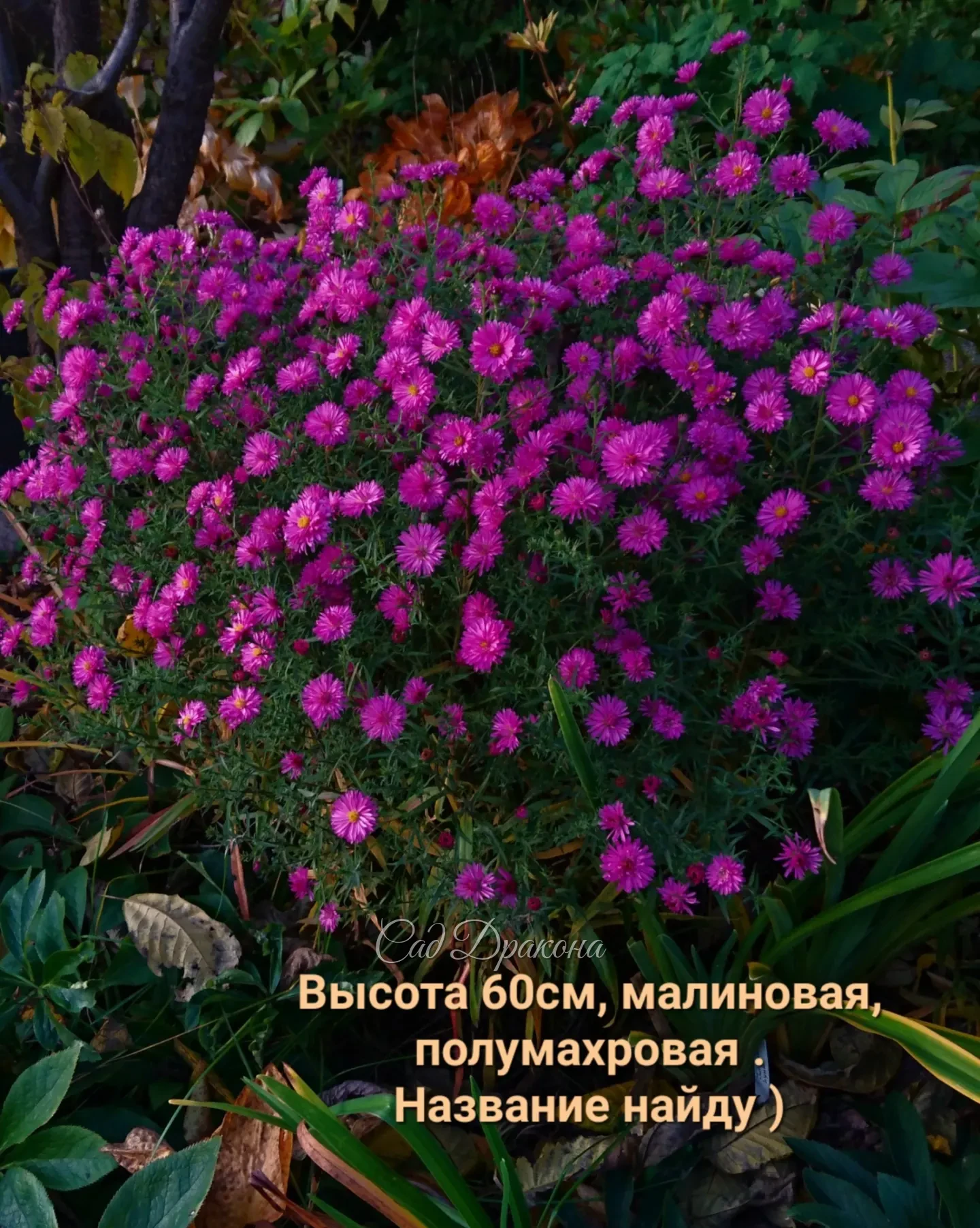 Будем делить, как сойдёт снег - конец апреля-начало мая. 🌸🌺 Кому нужна осенью красота - заказывайте в Директ.