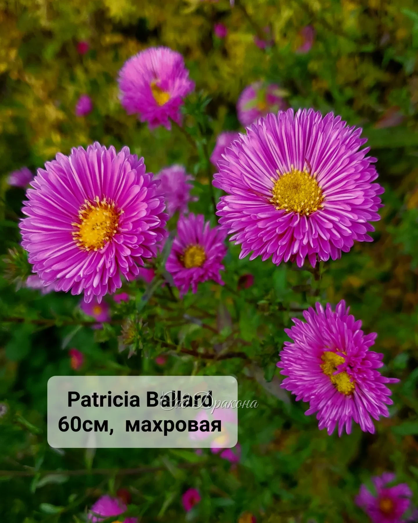 Будем делить, как сойдёт снег - конец апреля-начало мая. 🌸🌺 Кому нужна осенью красота - заказывайте в Директ.