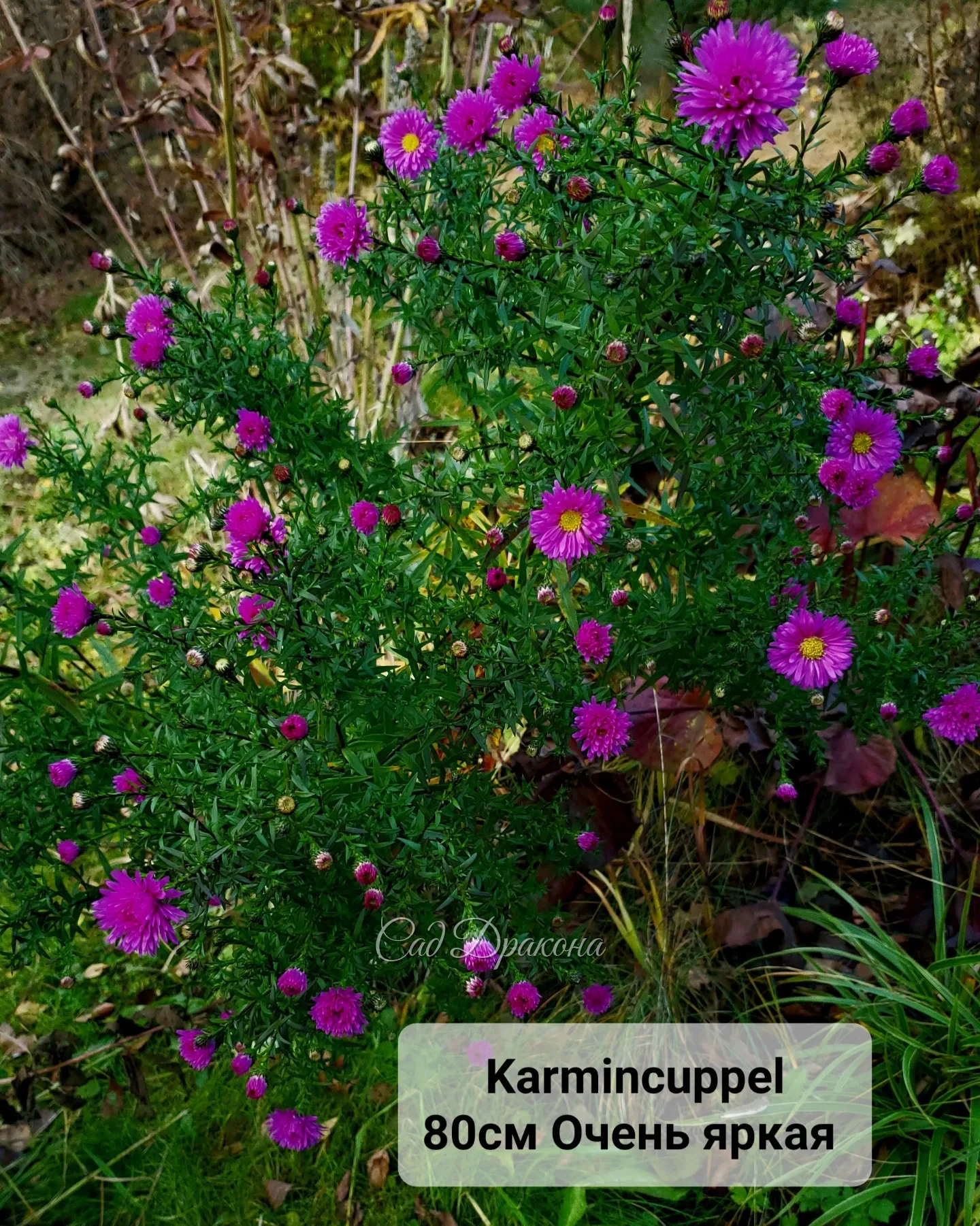 Будем делить, как сойдёт снег - конец апреля-начало мая. 🌸🌺 Кому нужна осенью красота - заказывайте в Директ.