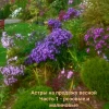 Будем делить, как сойдёт снег - конец апреля-начало мая. 🌸🌺 Кому нужна осенью красота - заказывайте в Директ.