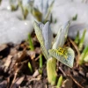 Они вынырнули! 🌱💙☀️ А вокруг снегааа....❄️❄️❄️😽