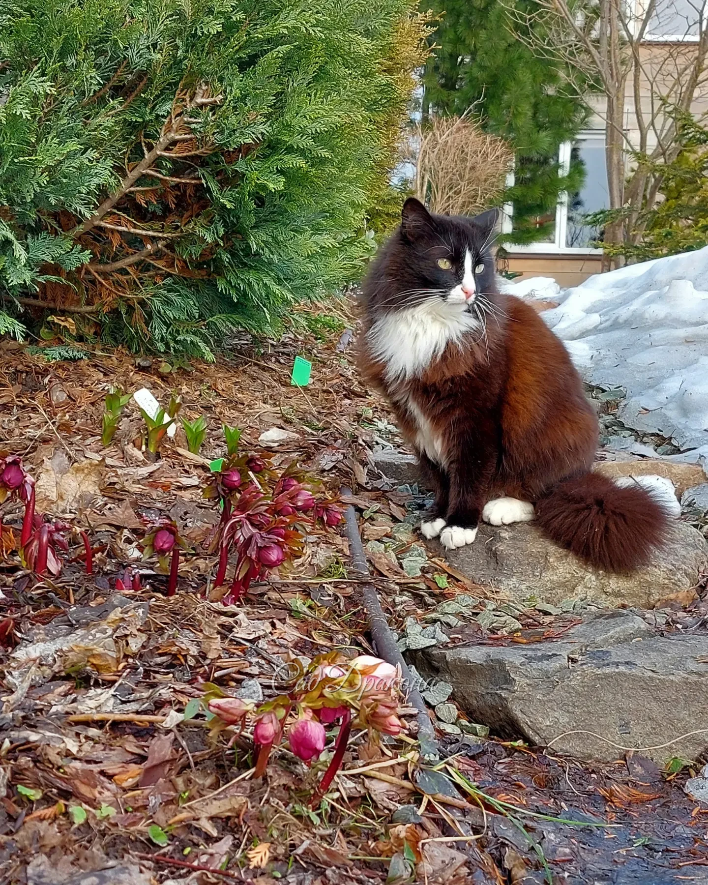 Морозники сегодня 🌺🌼☘️ И Оссе - куда без него! 😺🖤🤍