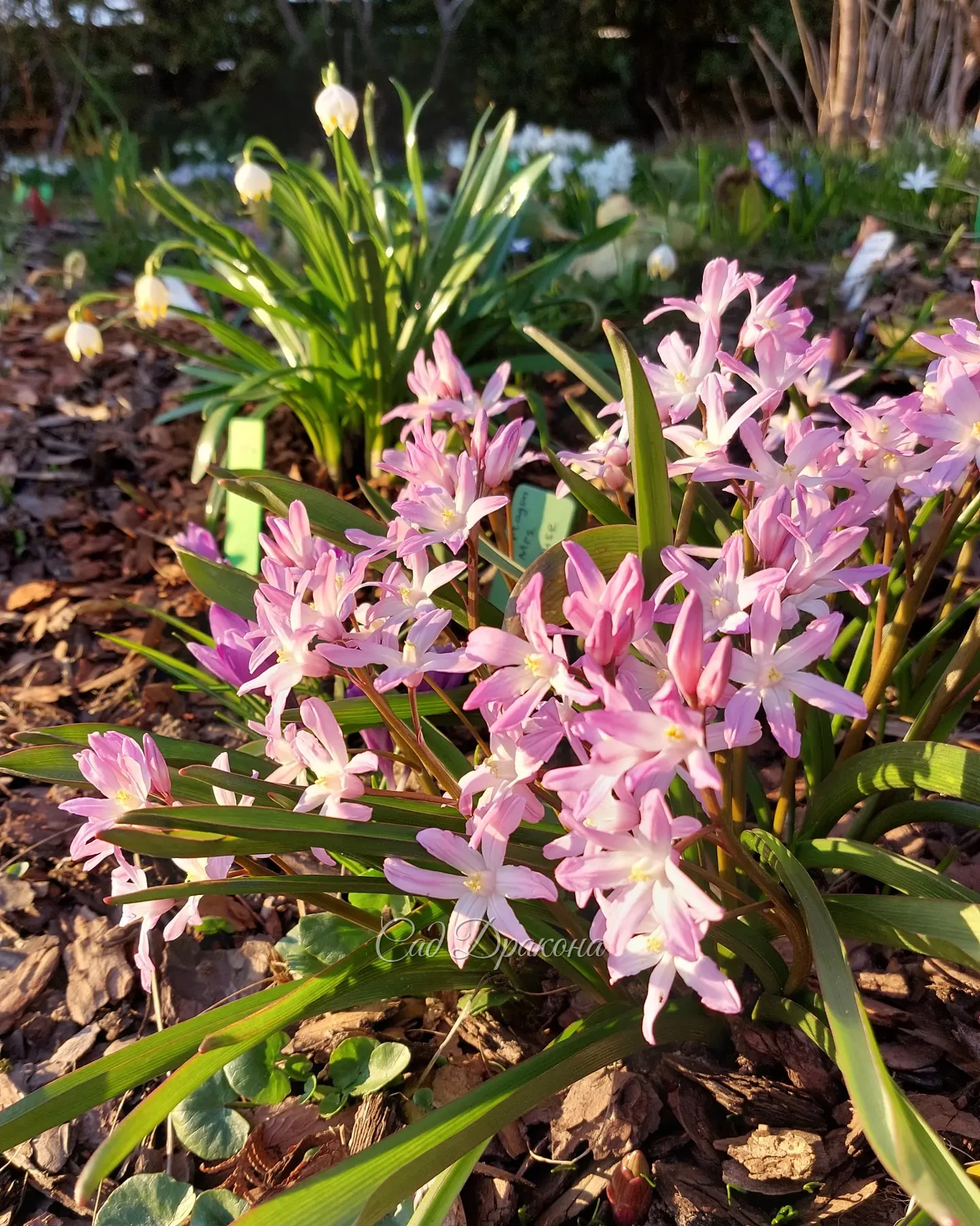 Маленькая весенняя нежность - хионодоксы и сцилла Мищенко 🌸☘️🌸