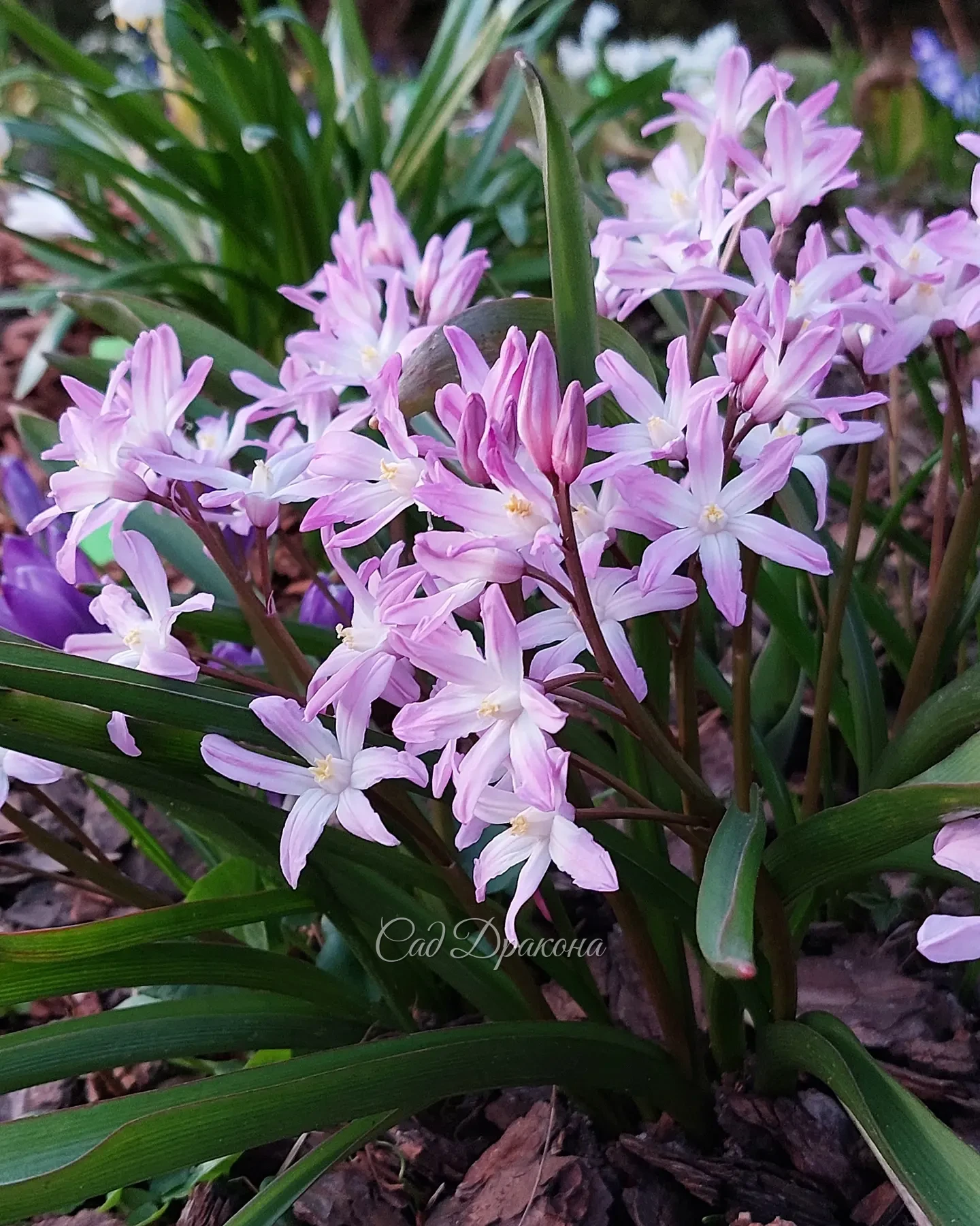 Маленькая весенняя нежность - хионодоксы и сцилла Мищенко 🌸☘️🌸