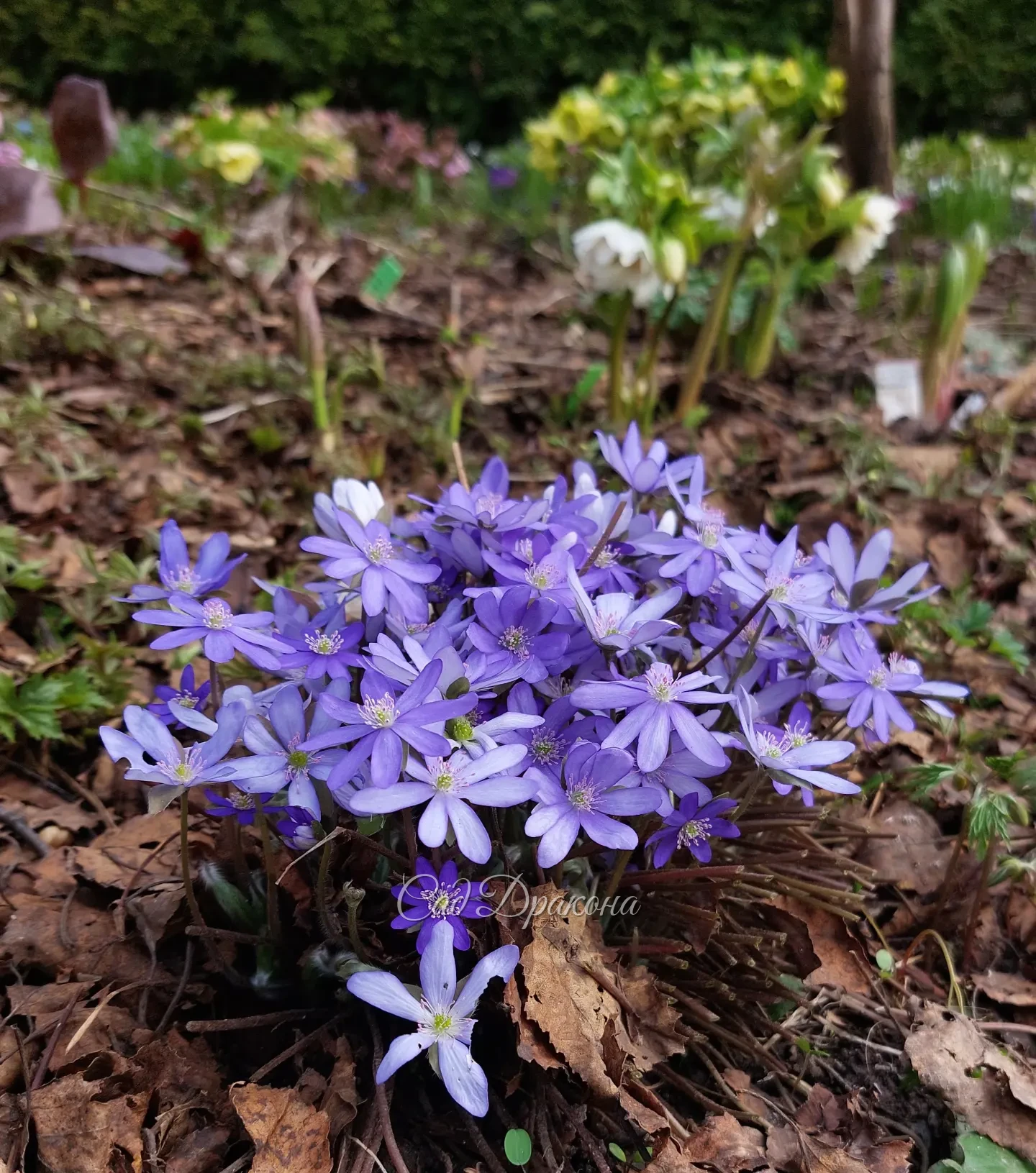 Восхищают нежные тычинки цветов печёночницы 🌸 И тени от них на лепестках ☺️☀️🤍