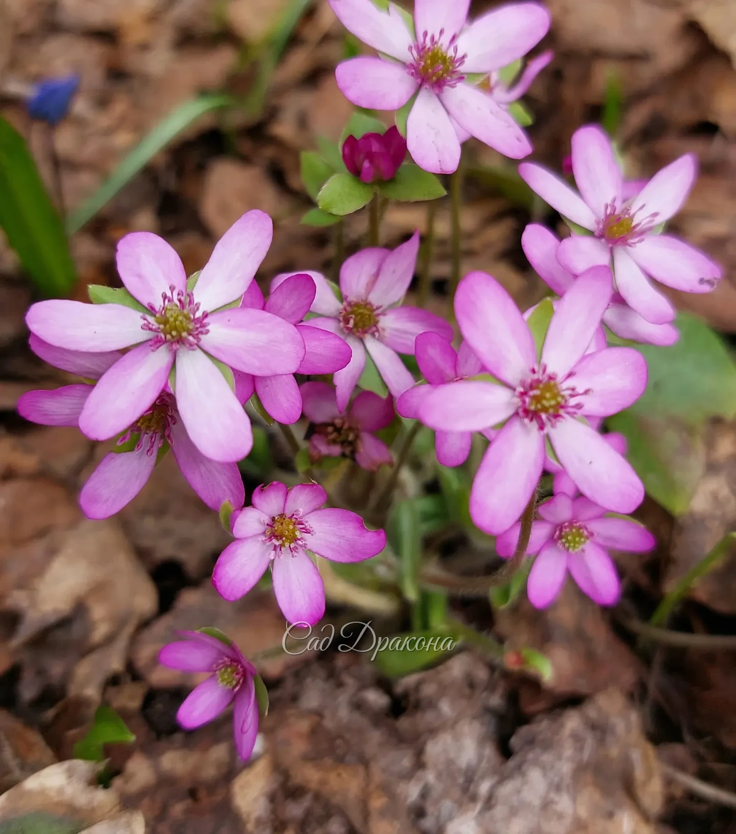 Восхищают нежные тычинки цветов печёночницы 🌸 И тени от них на лепестках ☺️☀️🤍