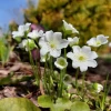 Восхищают нежные тычинки цветов печёночницы 🌸 И тени от них на лепестках ☺️☀️🤍