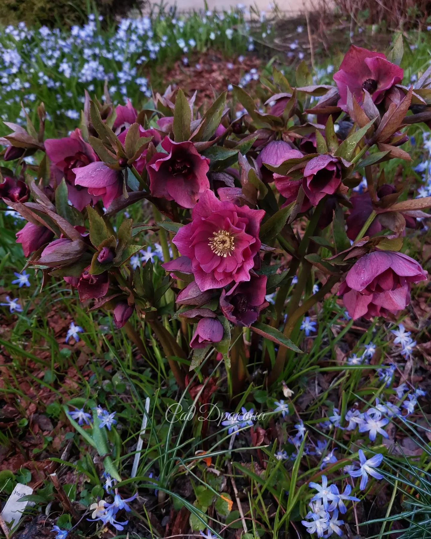 Морозники цветут уже месяц в разных частях сада. 🌸☘️🌺 Благодаря прохладной погоде продлевается цветение, и всё равно мы не успели налюбоваться 🤗💗