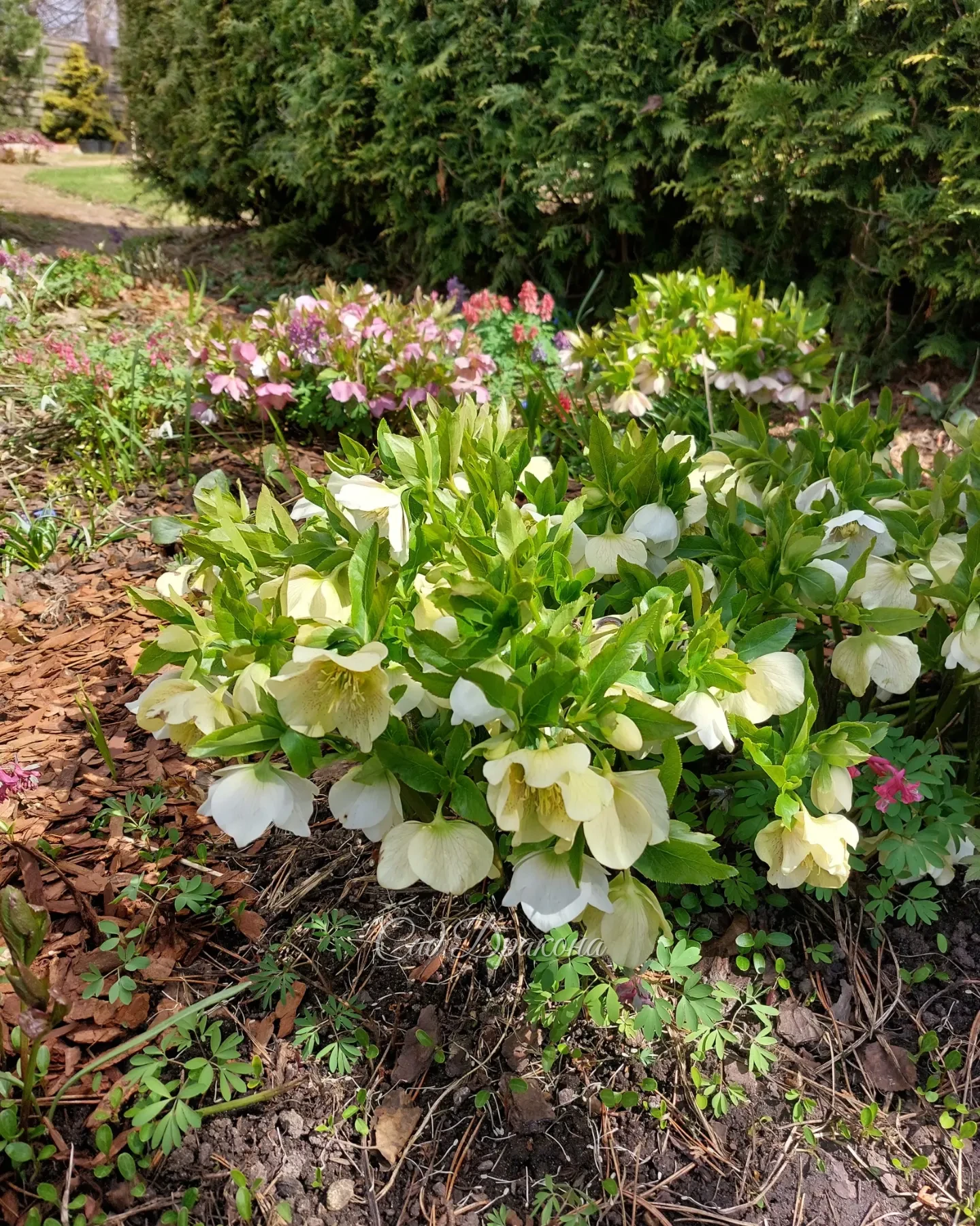 Морозники цветут уже месяц в разных частях сада. 🌸☘️🌺 Благодаря прохладной погоде продлевается цветение, и всё равно мы не успели налюбоваться 🤗💗