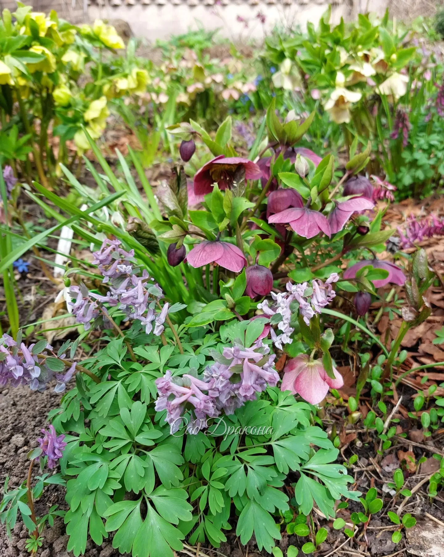 Морозники цветут уже месяц в разных частях сада. 🌸☘️🌺 Благодаря прохладной погоде продлевается цветение, и всё равно мы не успели налюбоваться 🤗💗