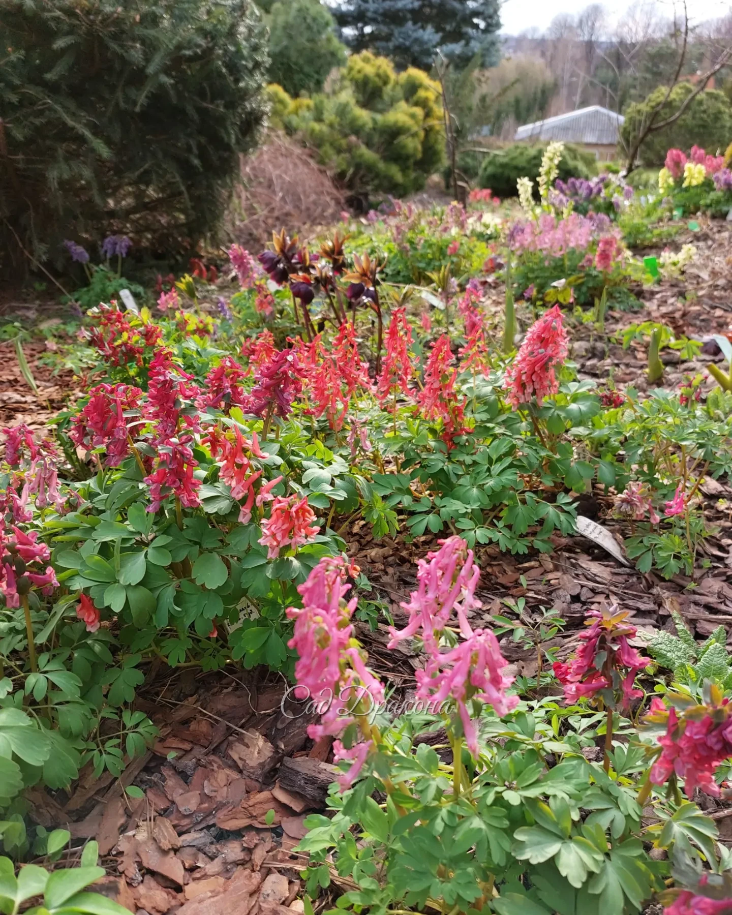 Друзья, с праздником весны и труда! 🌷 Наверняка многие из вас сегодня в саду и некоторые работают💪☘️ А ведь это такое счастье - зима позади, птички поют и вокруг всё цветёт 🥰🌸🐦