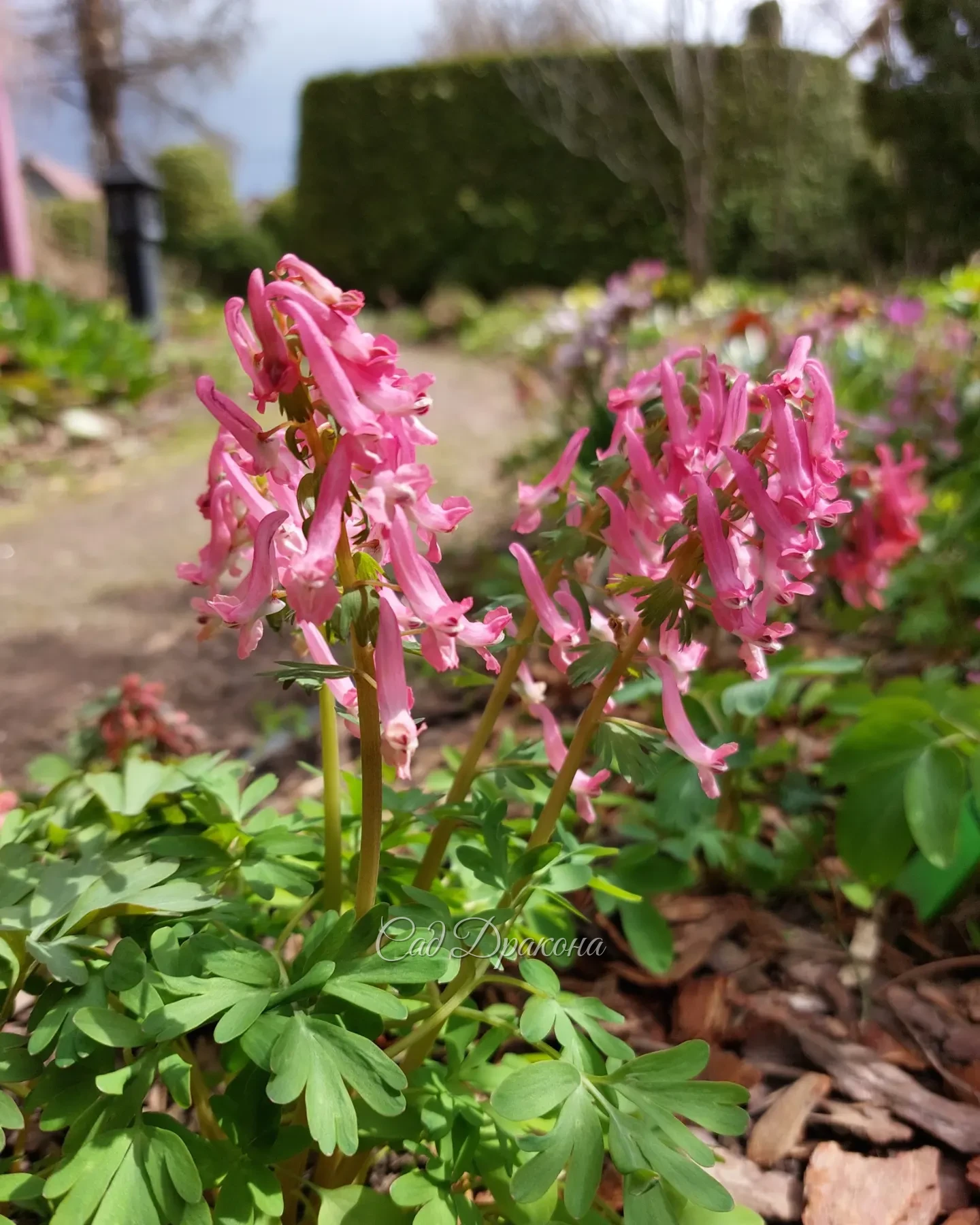 Друзья, с праздником весны и труда! 🌷 Наверняка многие из вас сегодня в саду и некоторые работают💪☘️ А ведь это такое счастье - зима позади, птички поют и вокруг всё цветёт 🥰🌸🐦