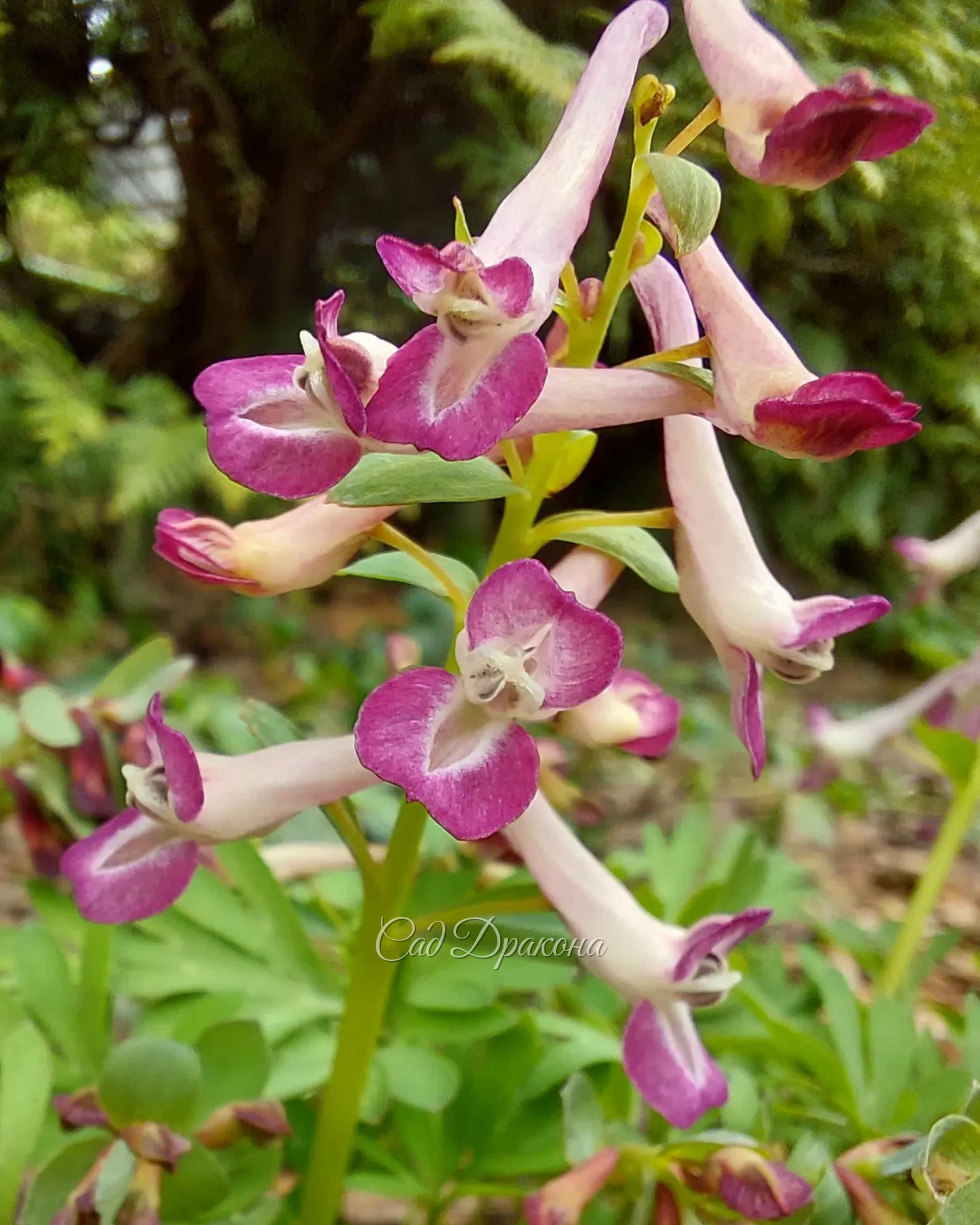 Друзья, с праздником весны и труда! 🌷 Наверняка многие из вас сегодня в саду и некоторые работают💪☘️ А ведь это такое счастье - зима позади, птички поют и вокруг всё цветёт 🥰🌸🐦