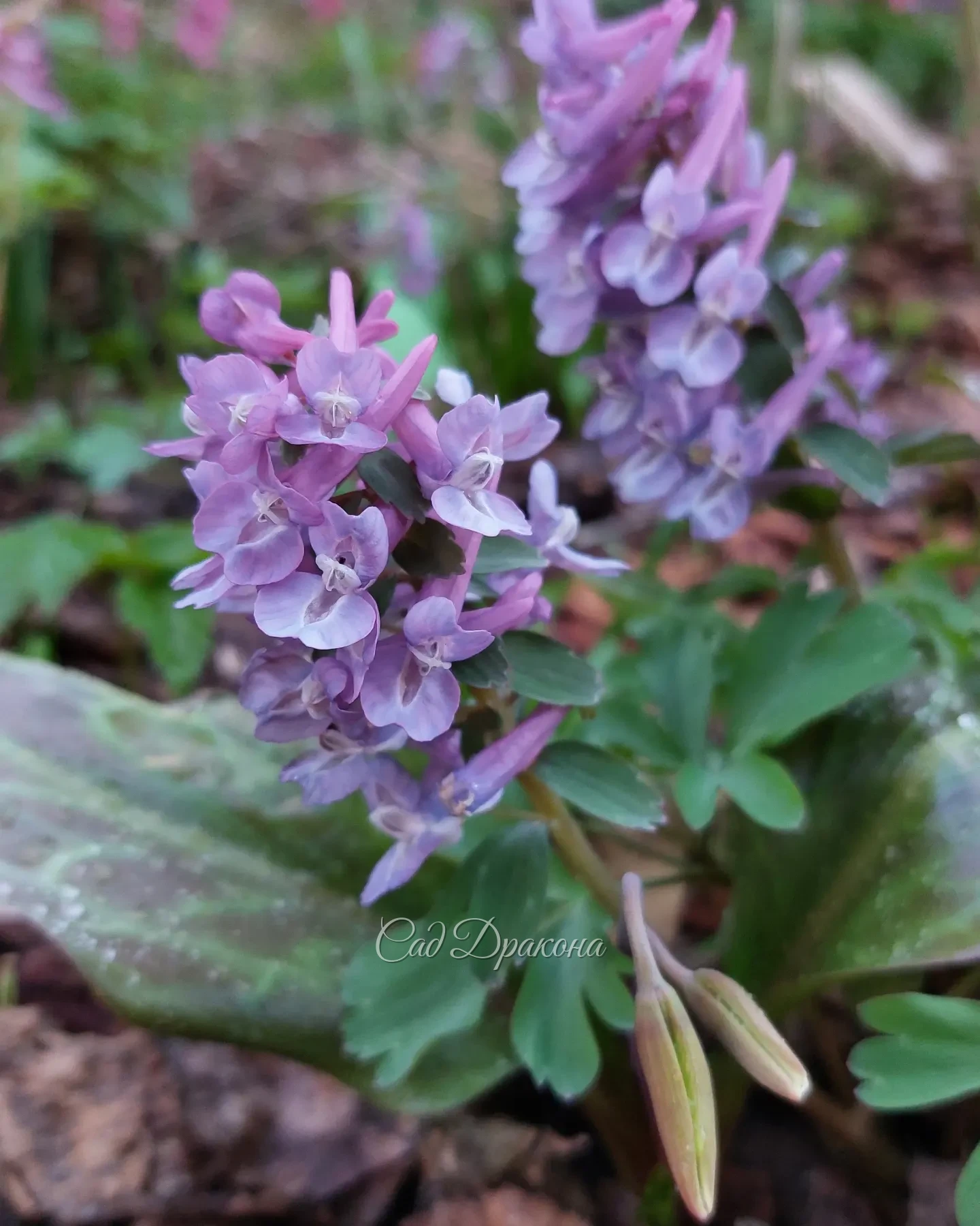 Друзья, с праздником весны и труда! 🌷 Наверняка многие из вас сегодня в саду и некоторые работают💪☘️ А ведь это такое счастье - зима позади, птички поют и вокруг всё цветёт 🥰🌸🐦