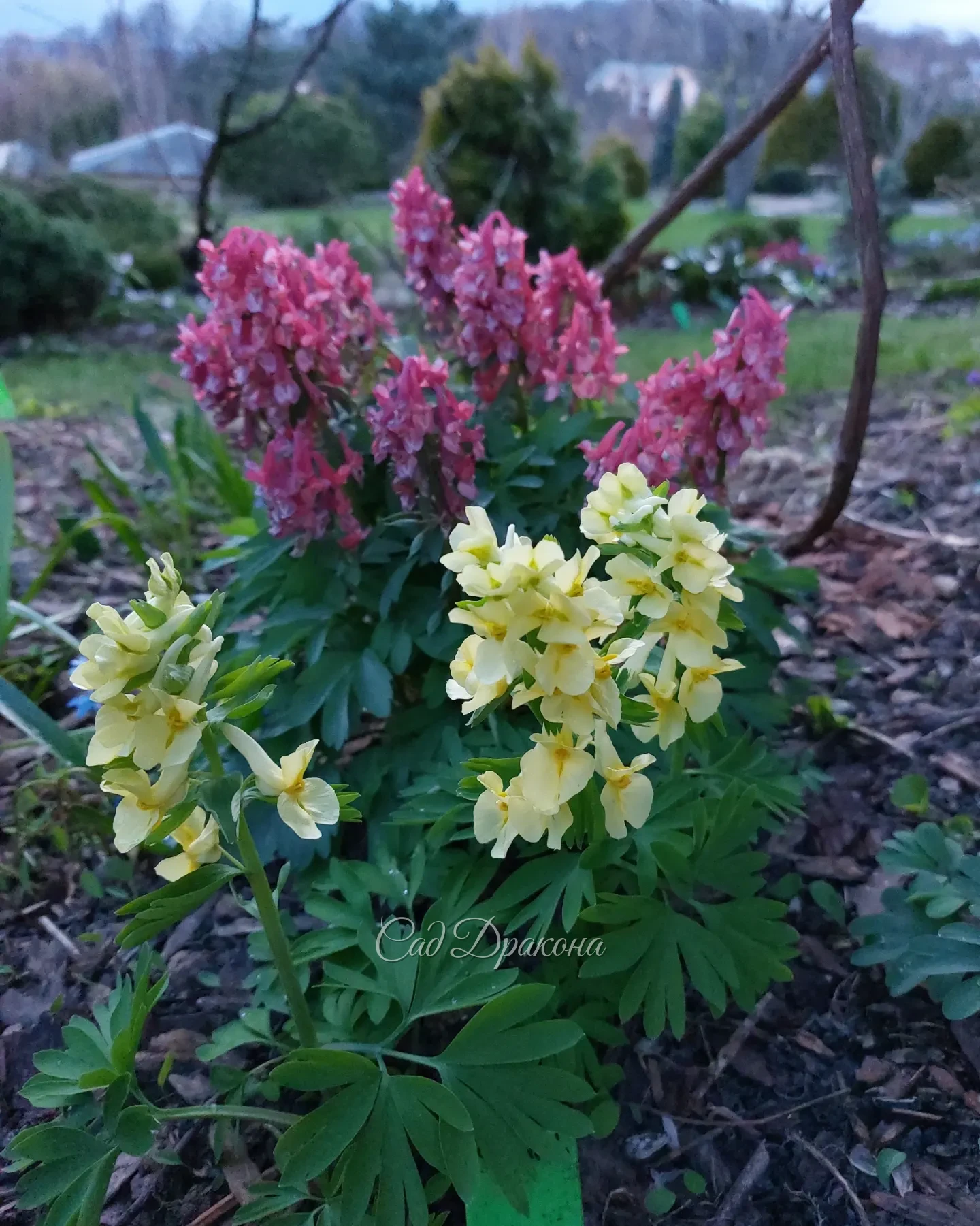 Друзья, с праздником весны и труда! 🌷 Наверняка многие из вас сегодня в саду и некоторые работают💪☘️ А ведь это такое счастье - зима позади, птички поют и вокруг всё цветёт 🥰🌸🐦